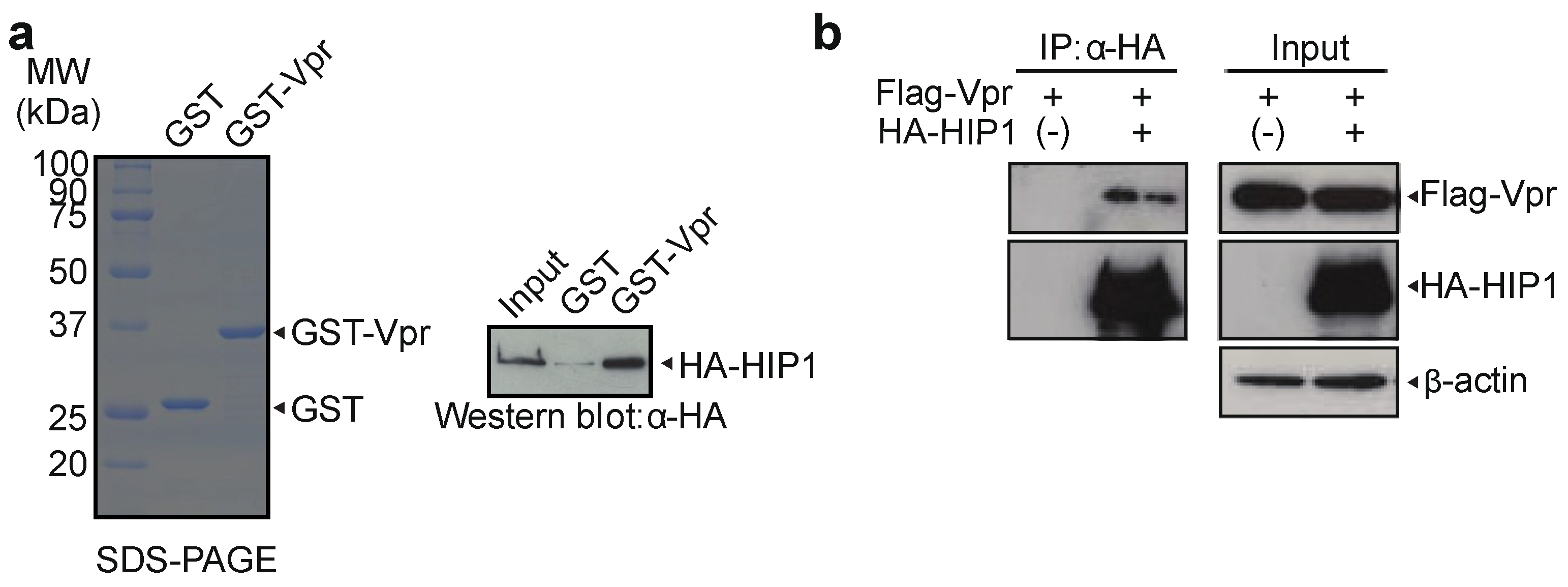 Viruses 13 02308 g003 Viruses 13 02308 g003