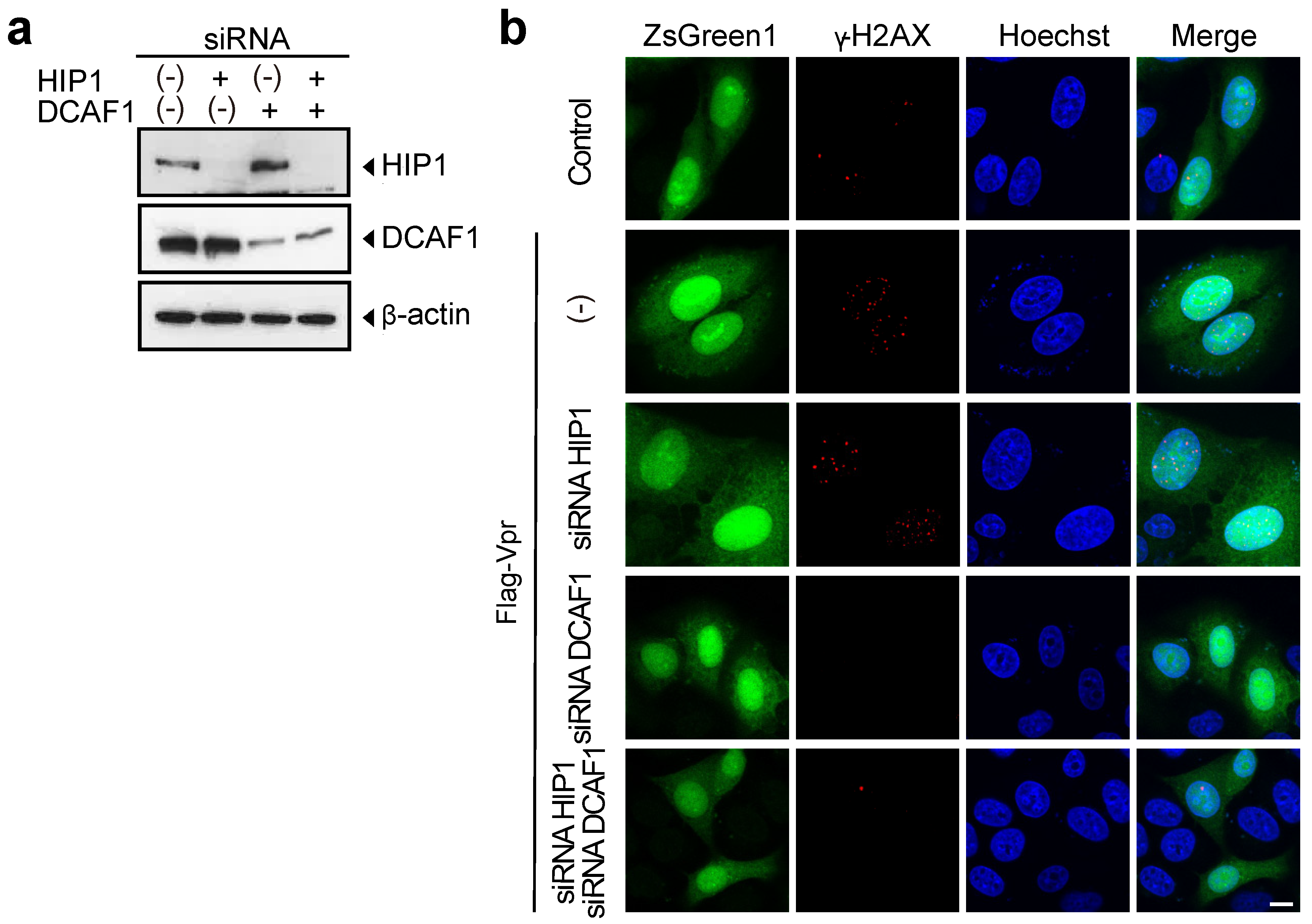 Viruses 13 02308 g004 Viruses 13 02308 g004