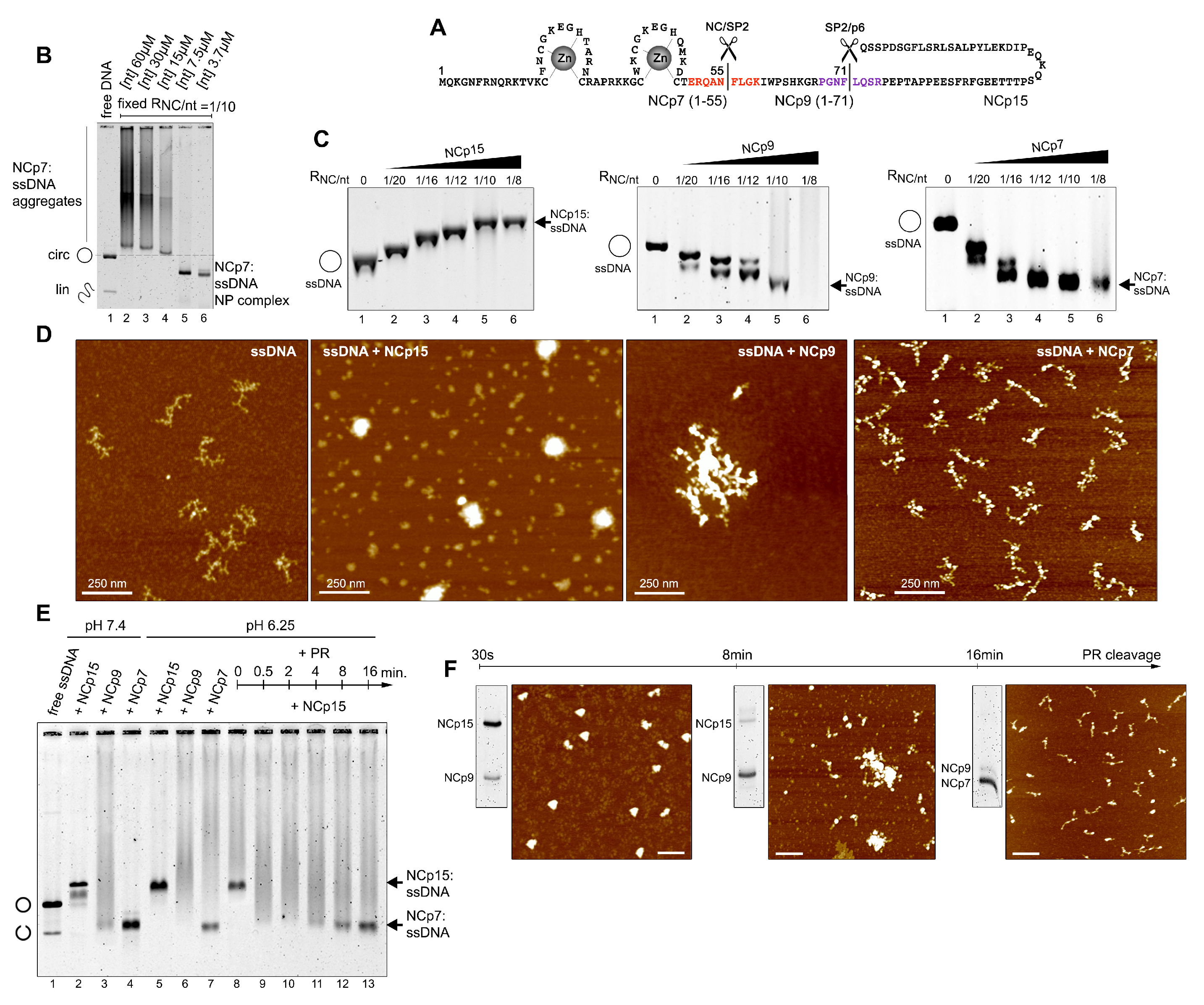 Viruses Free Full Text The Hiv 1 Nucleocapsid Regulates Its Own Condensation By Phase Separated Activity Enhancing Sequestration Of The Viral Protease During Maturation Html