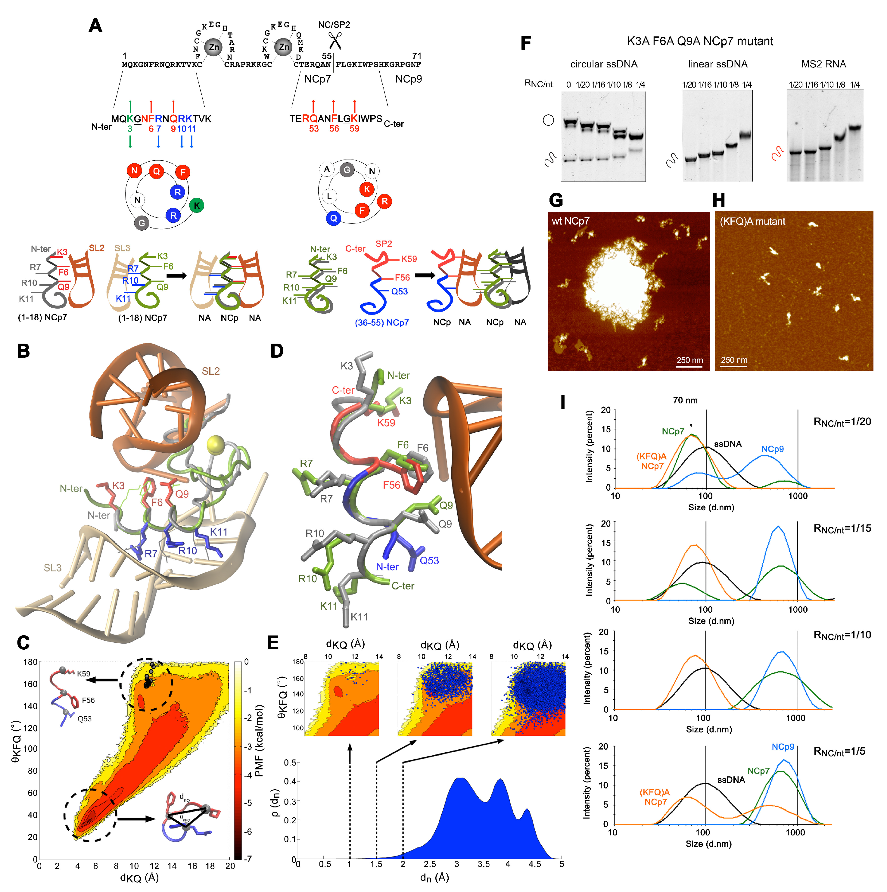 Viruses 13 02312 g002