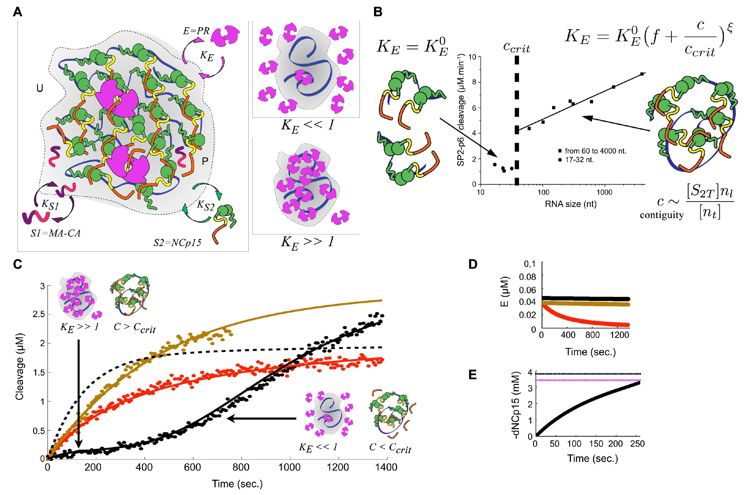 Viruses 13 02312 g004