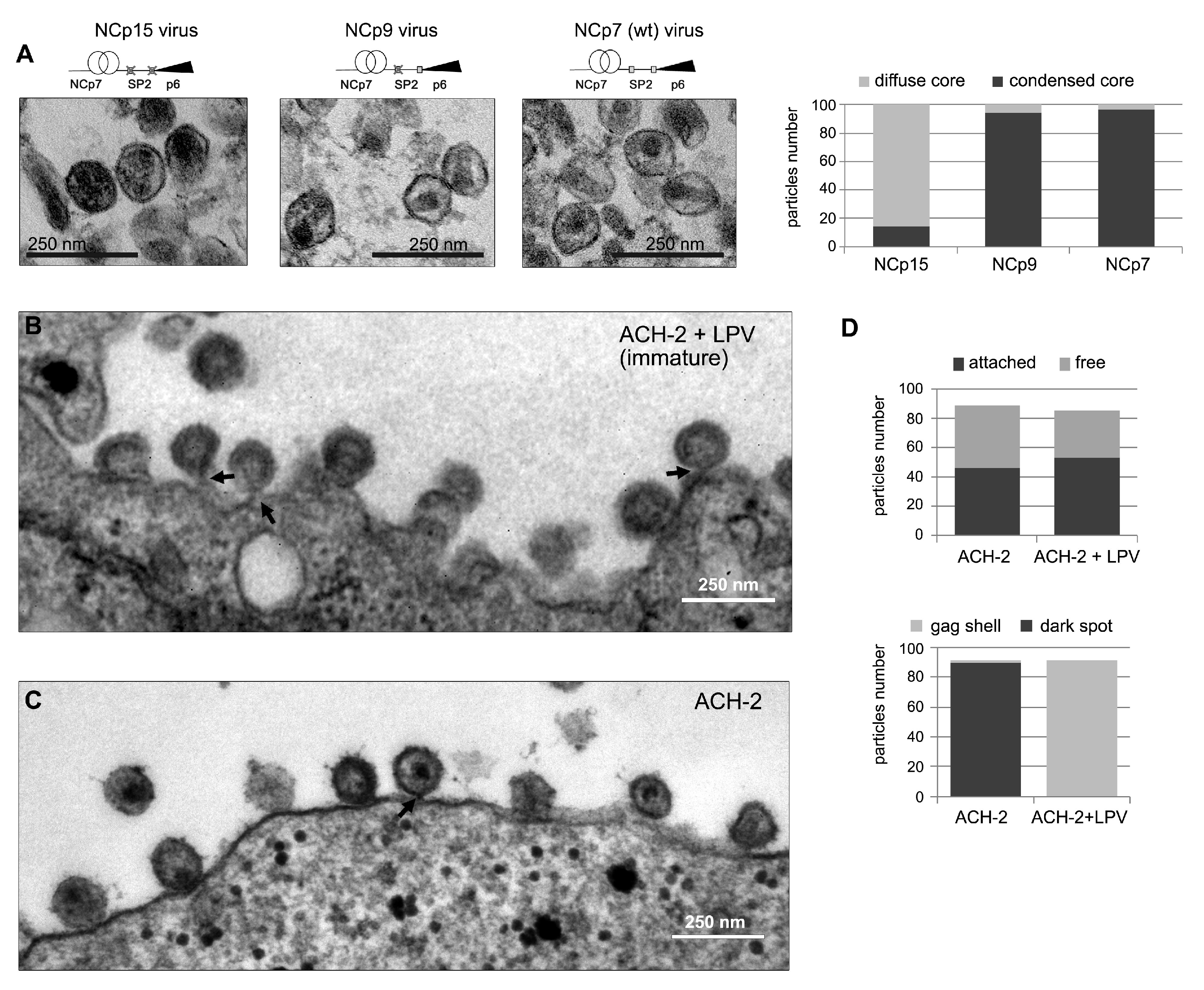 Viruses 13 02312 g005
