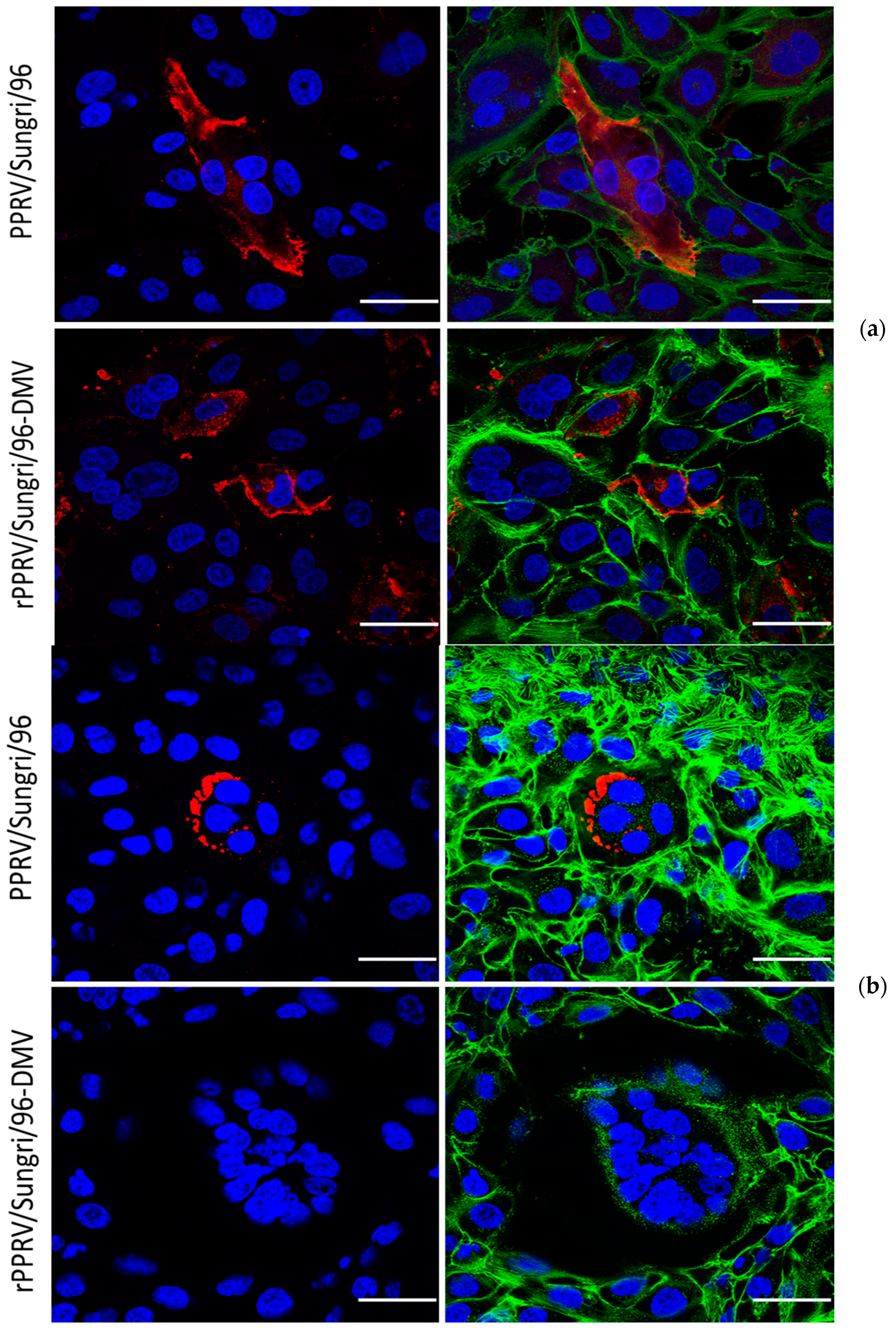 Viruses 13 02320 g003