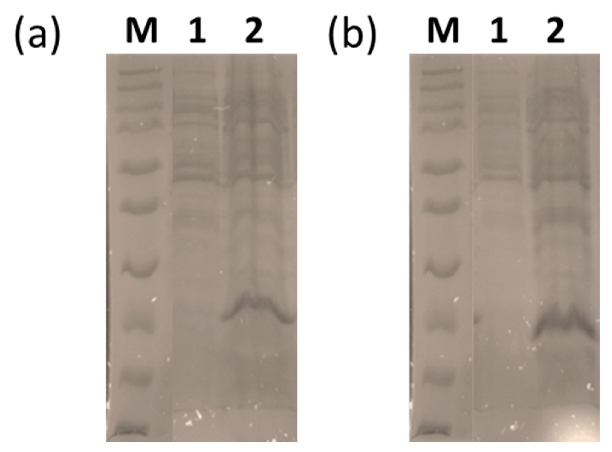 Viruses 13 02320 g008