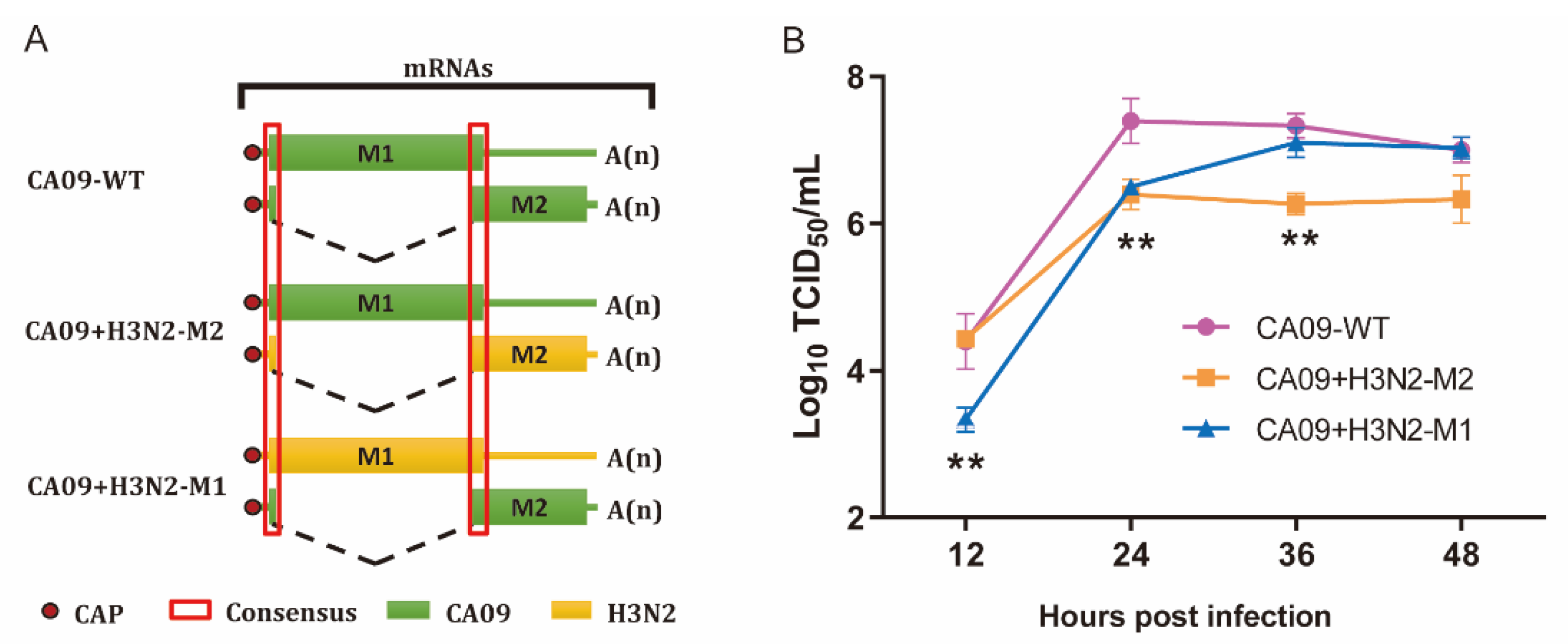 Viruses 13 02335 g002