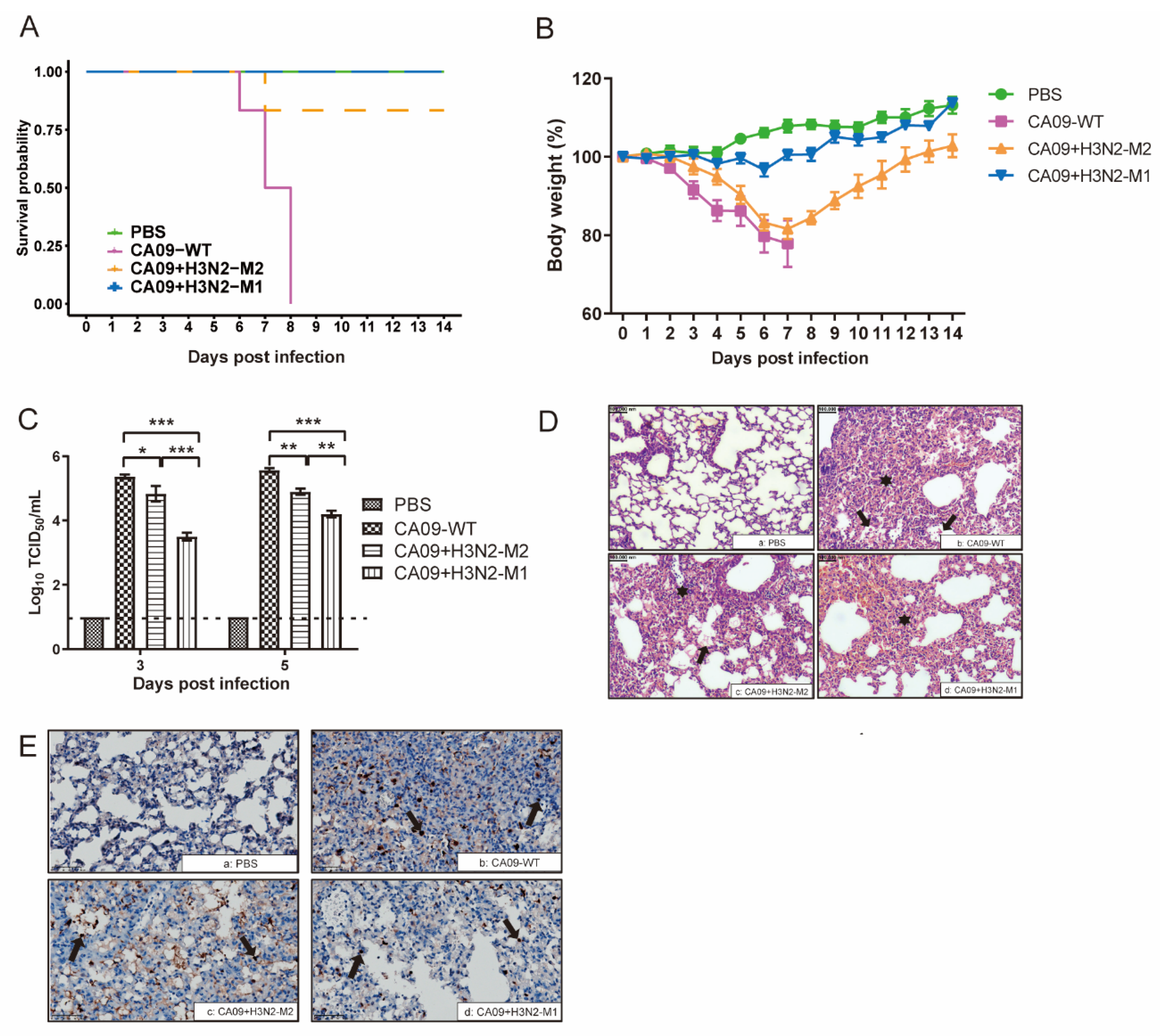 Viruses 13 02335 g003