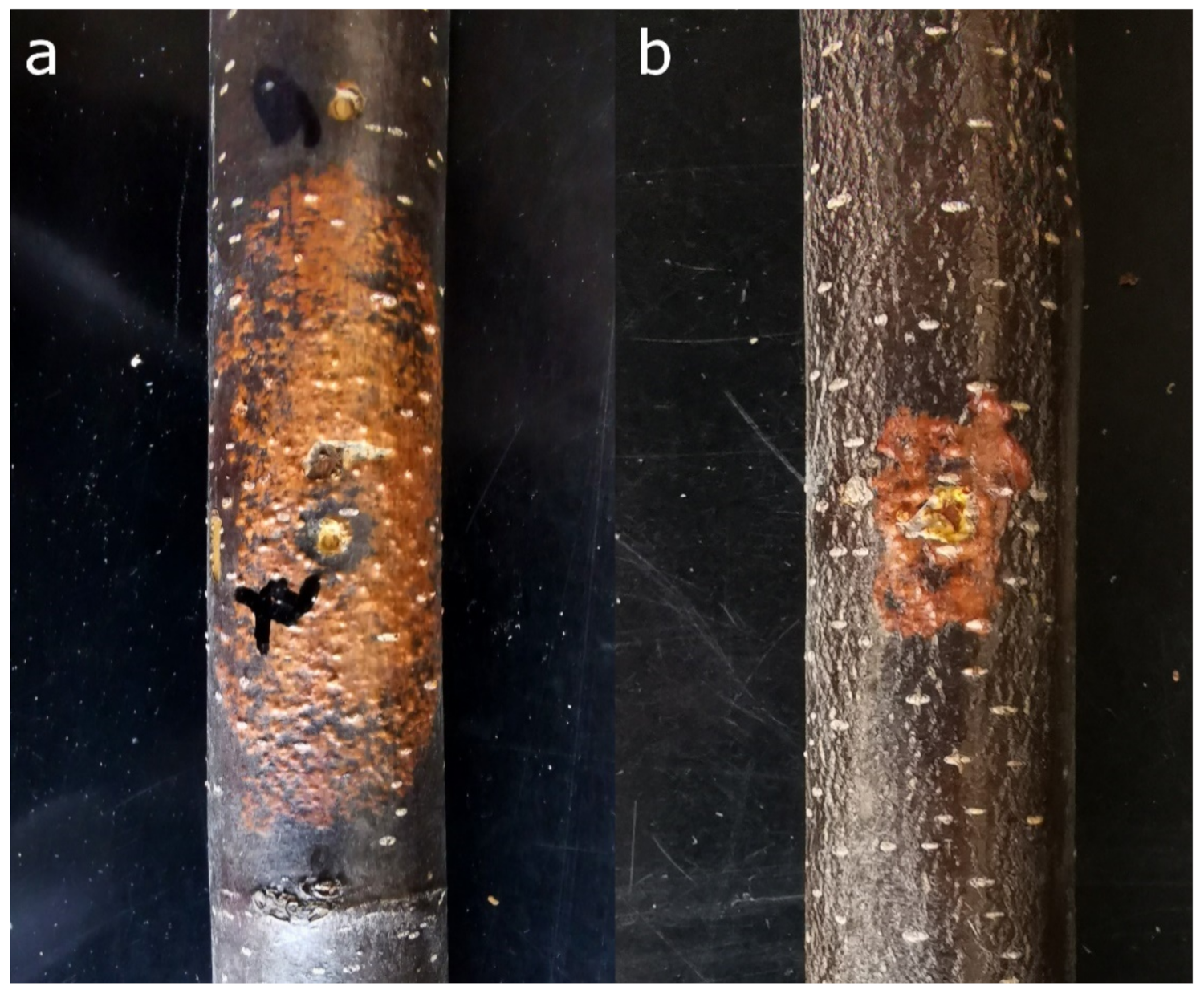 Viruses 13 02339 g002 Viruses 13 02339 g002