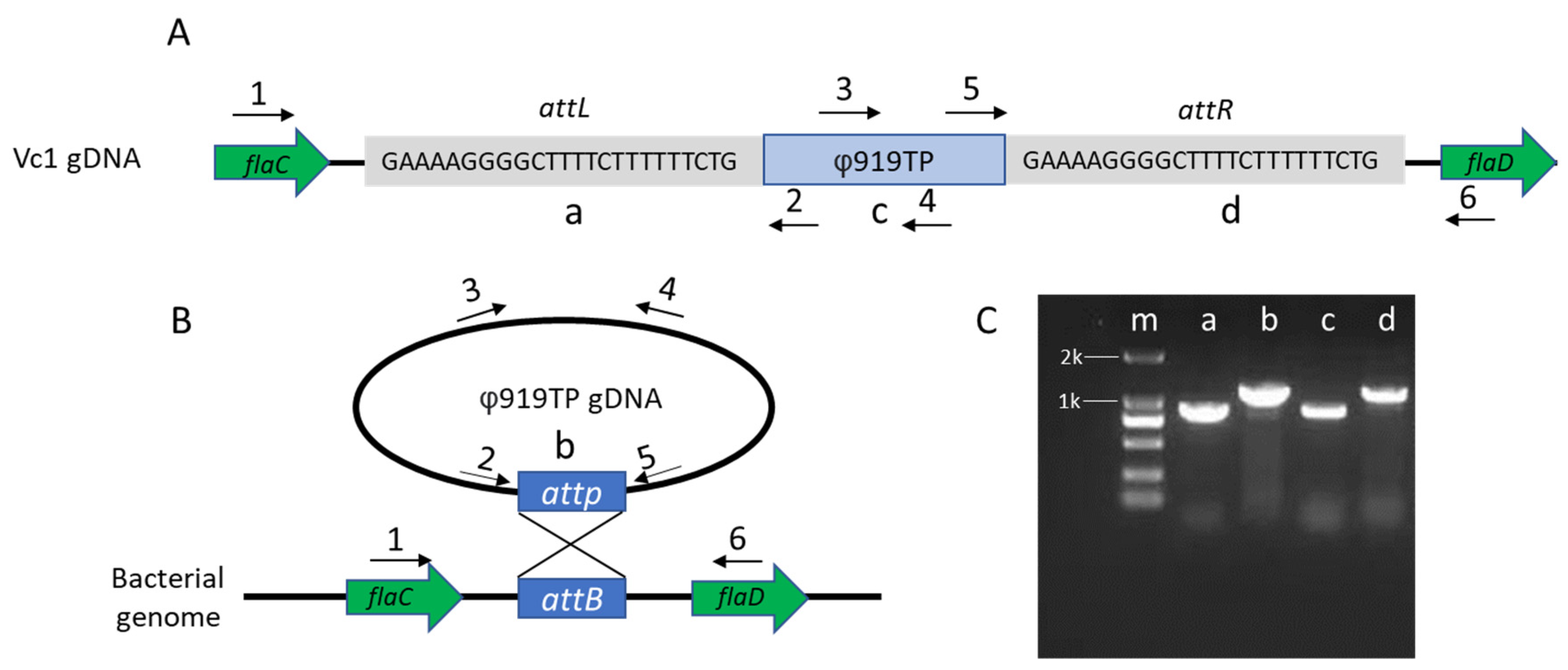 Viruses 13 02342 g001