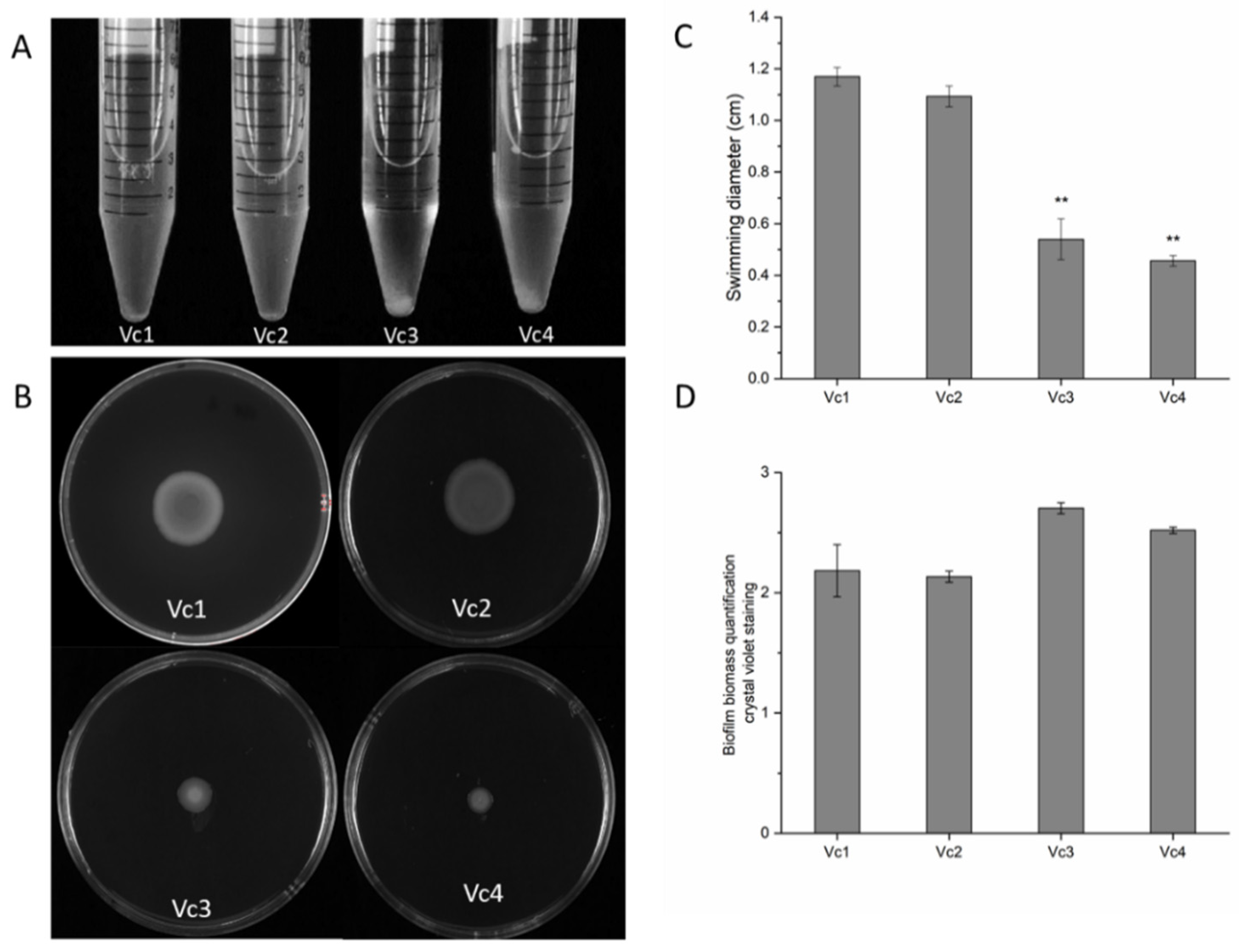 Viruses 13 02342 g004