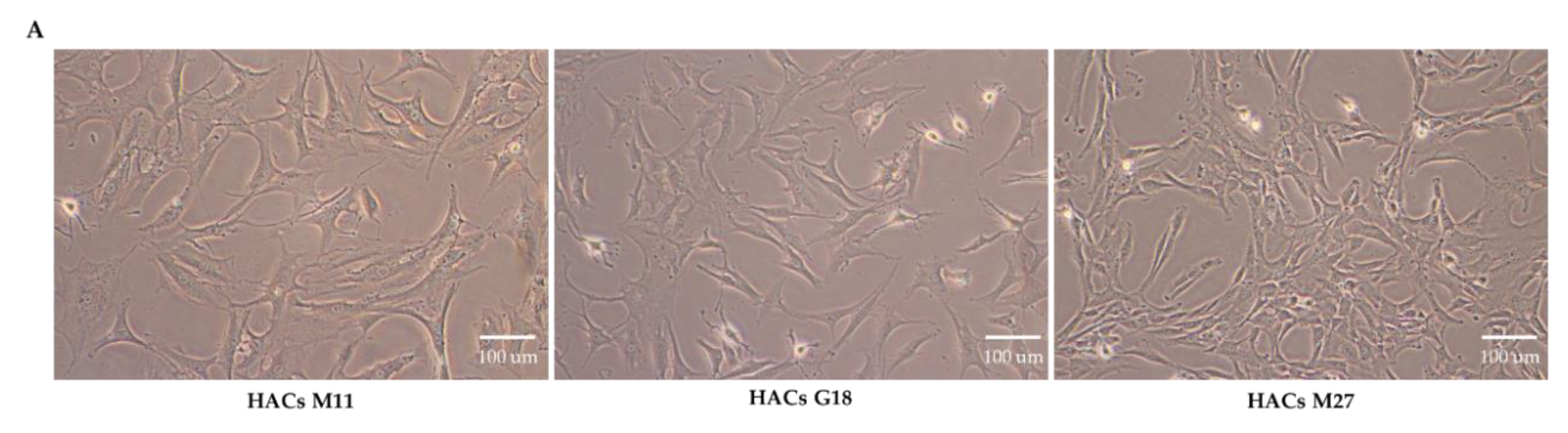 Viruses 13 02343 g002a Viruses 13 02343 g002a