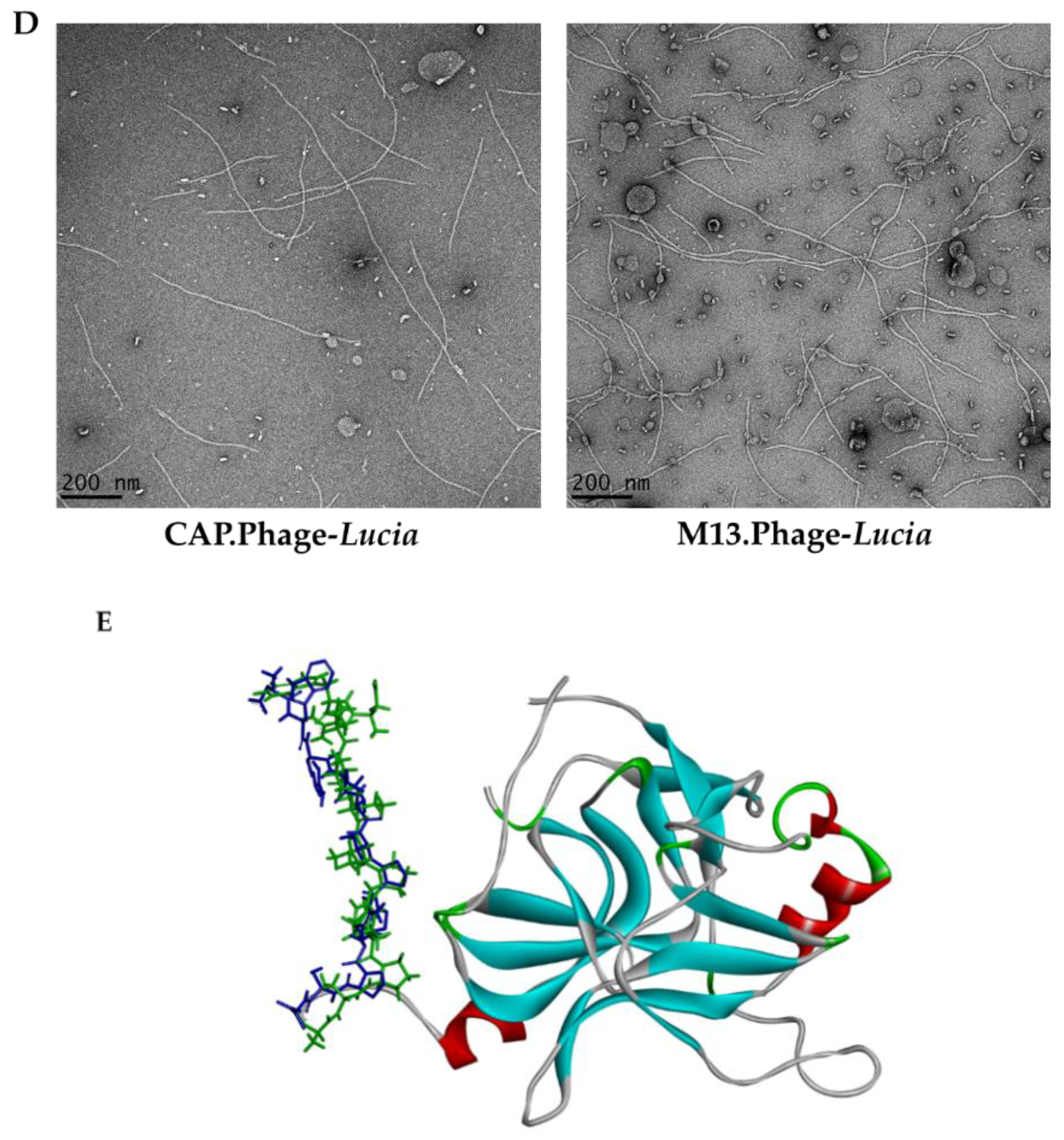 Viruses 13 02343 g004b Viruses 13 02343 g004b