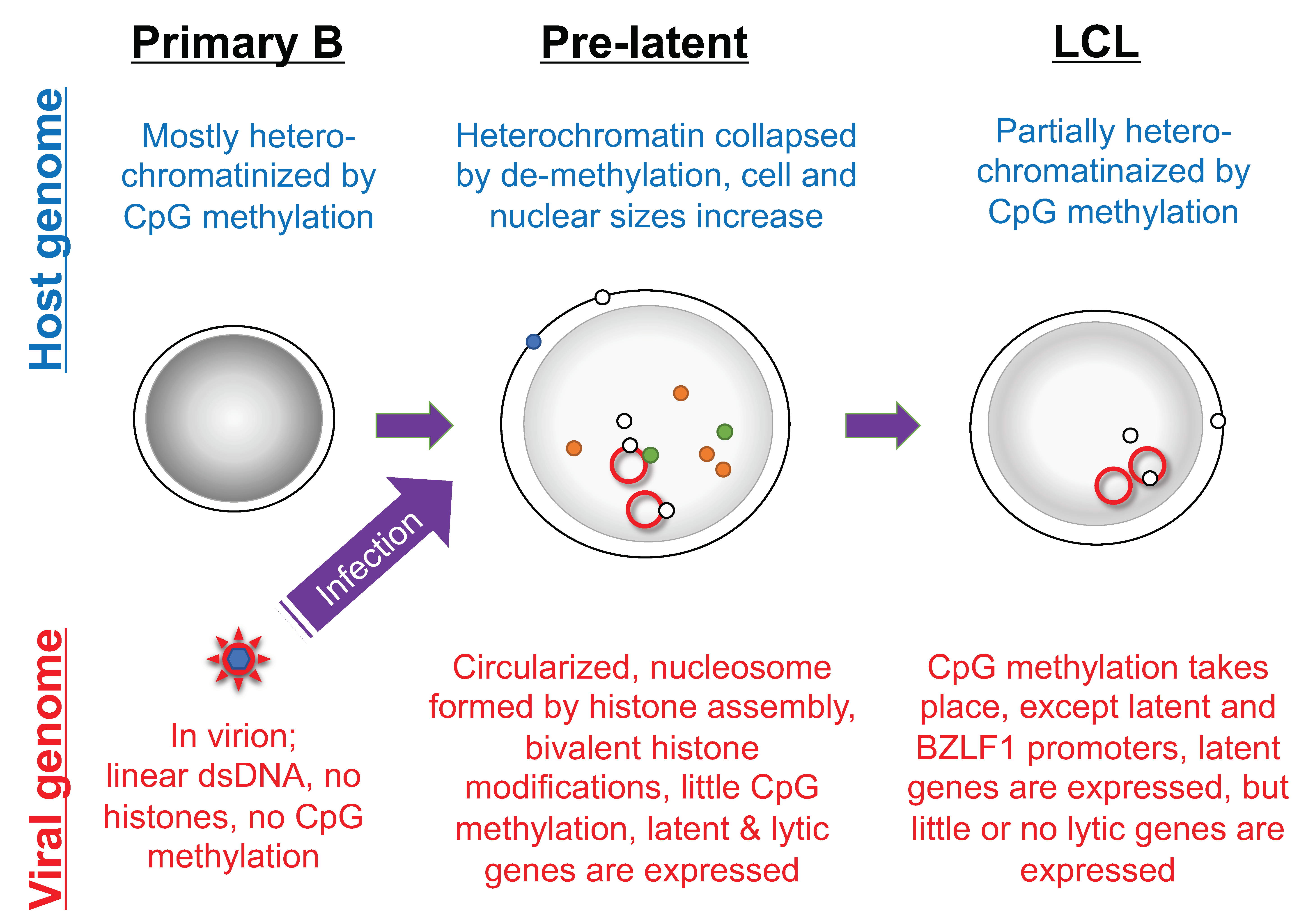Viruses 13 02344 g005 Viruses 13 02344 g005
