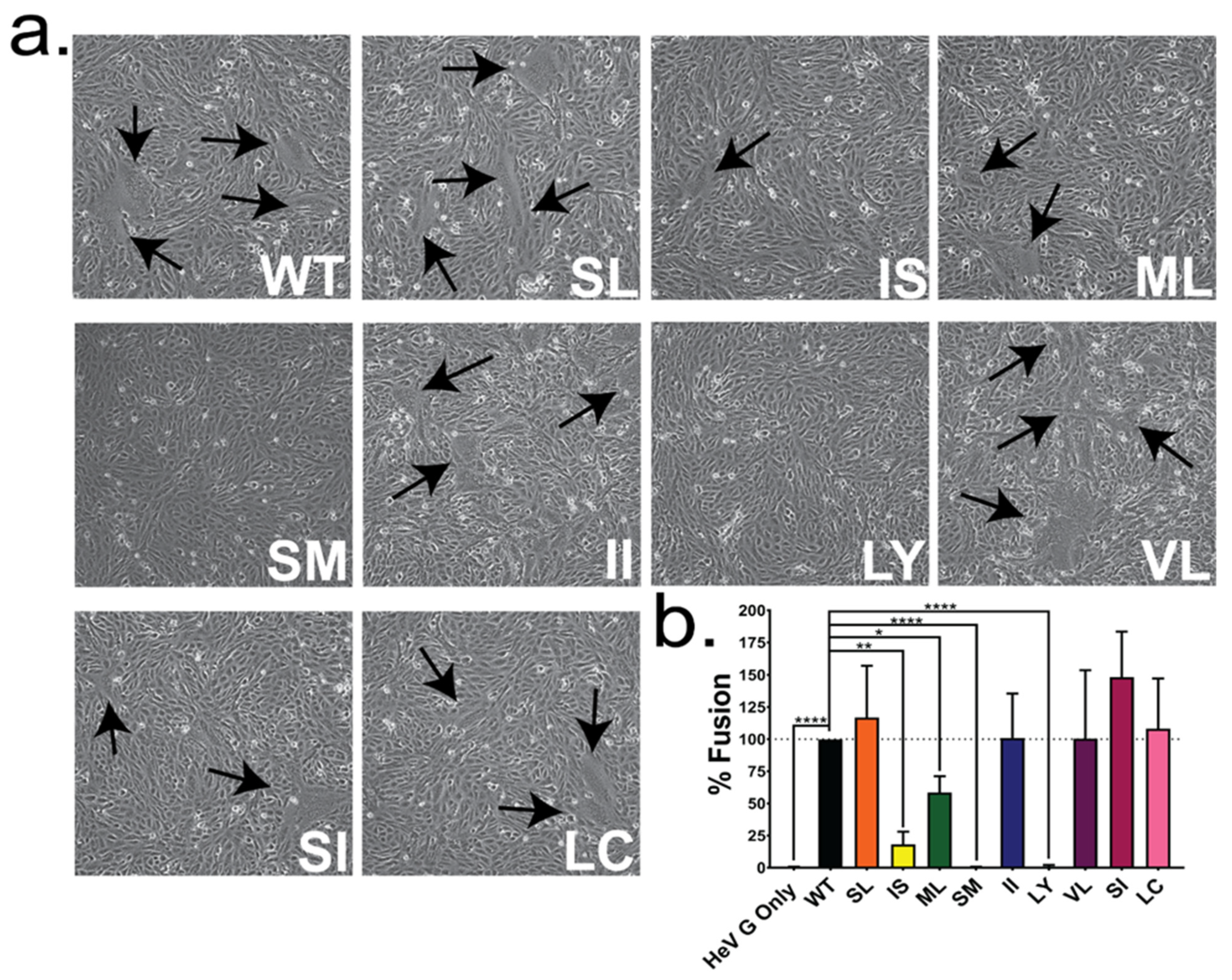 Viruses 13 02353 g004