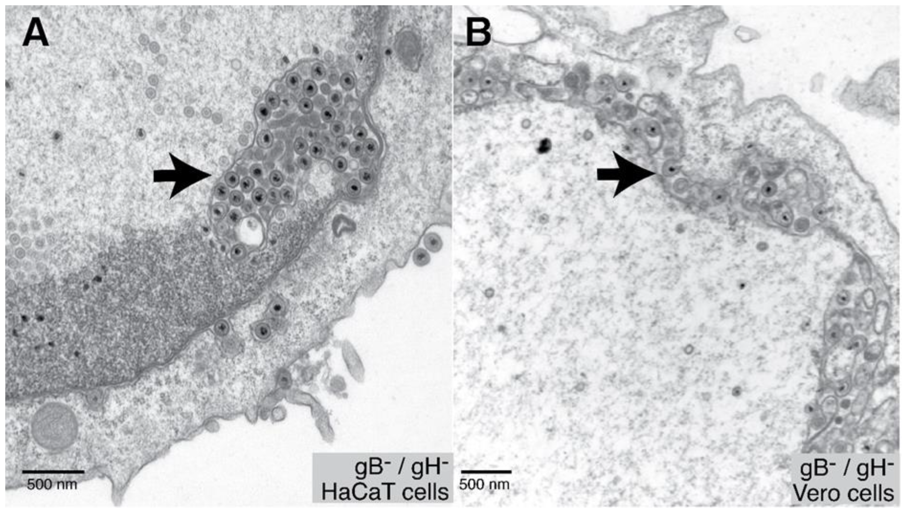 Viruses 13 02356 g002