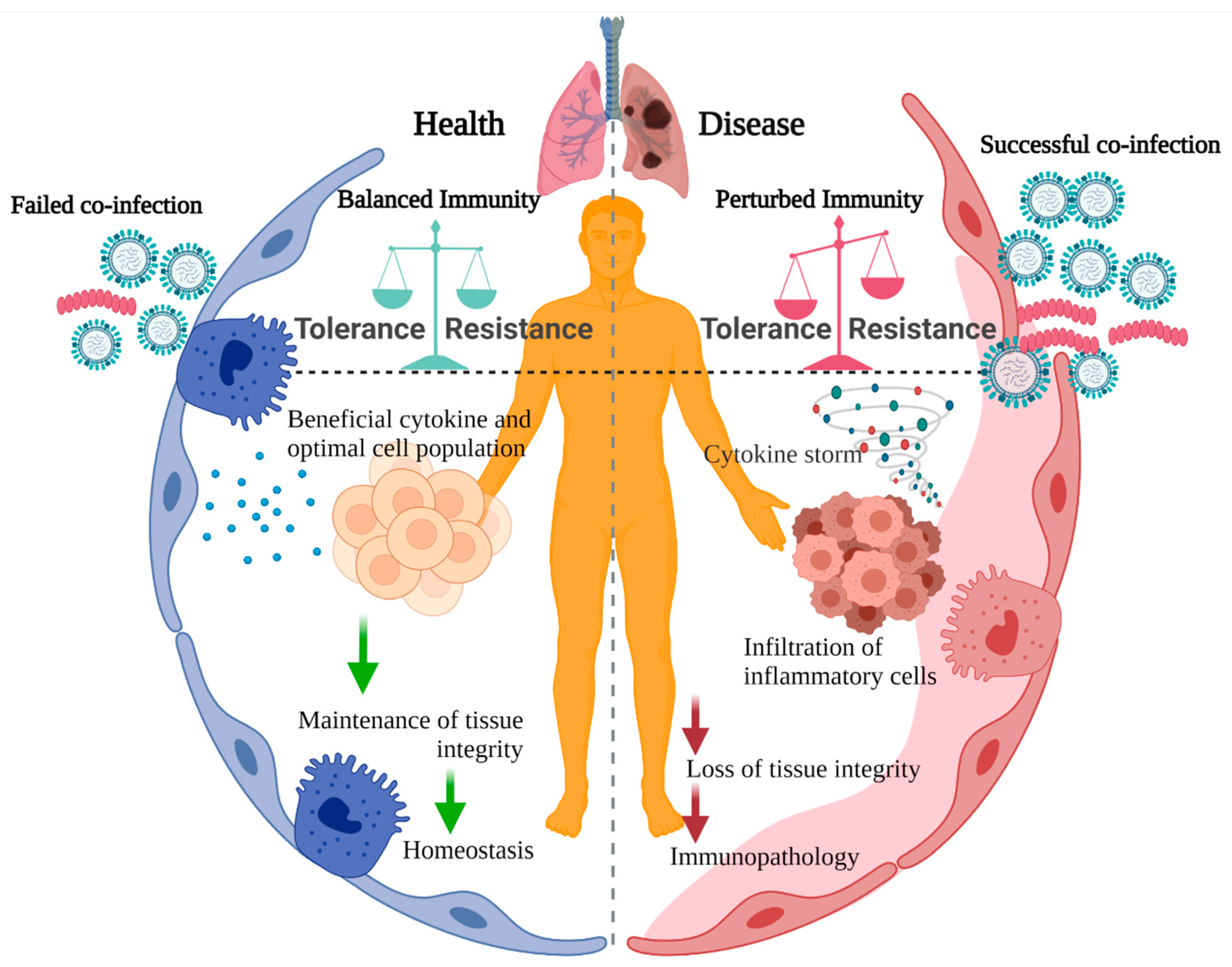 Viruses | Free Full-Text | Disease Tolerance during Viral