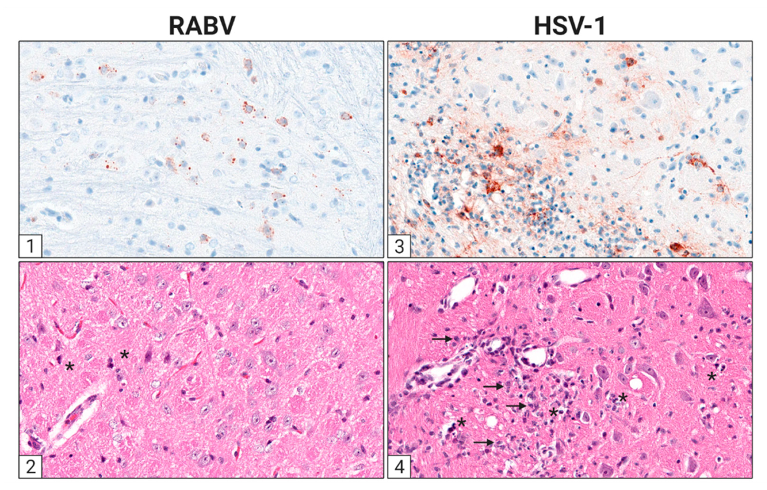 Viruses 13 02364 g002 Viruses 13 02364 g002