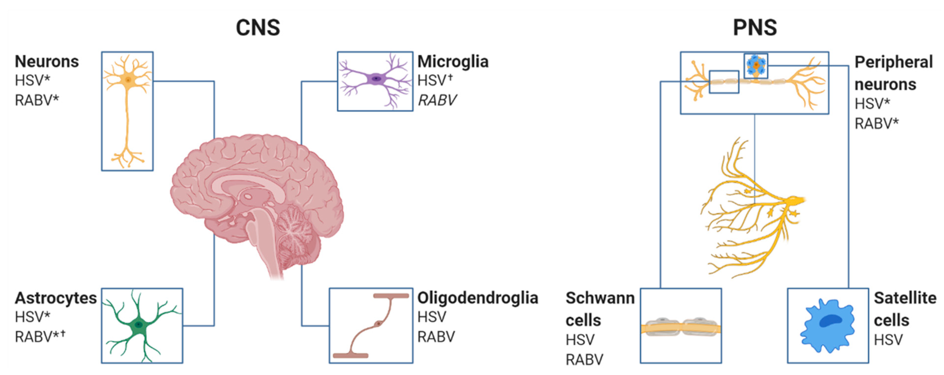 Viruses 13 02364 g003 Viruses 13 02364 g003