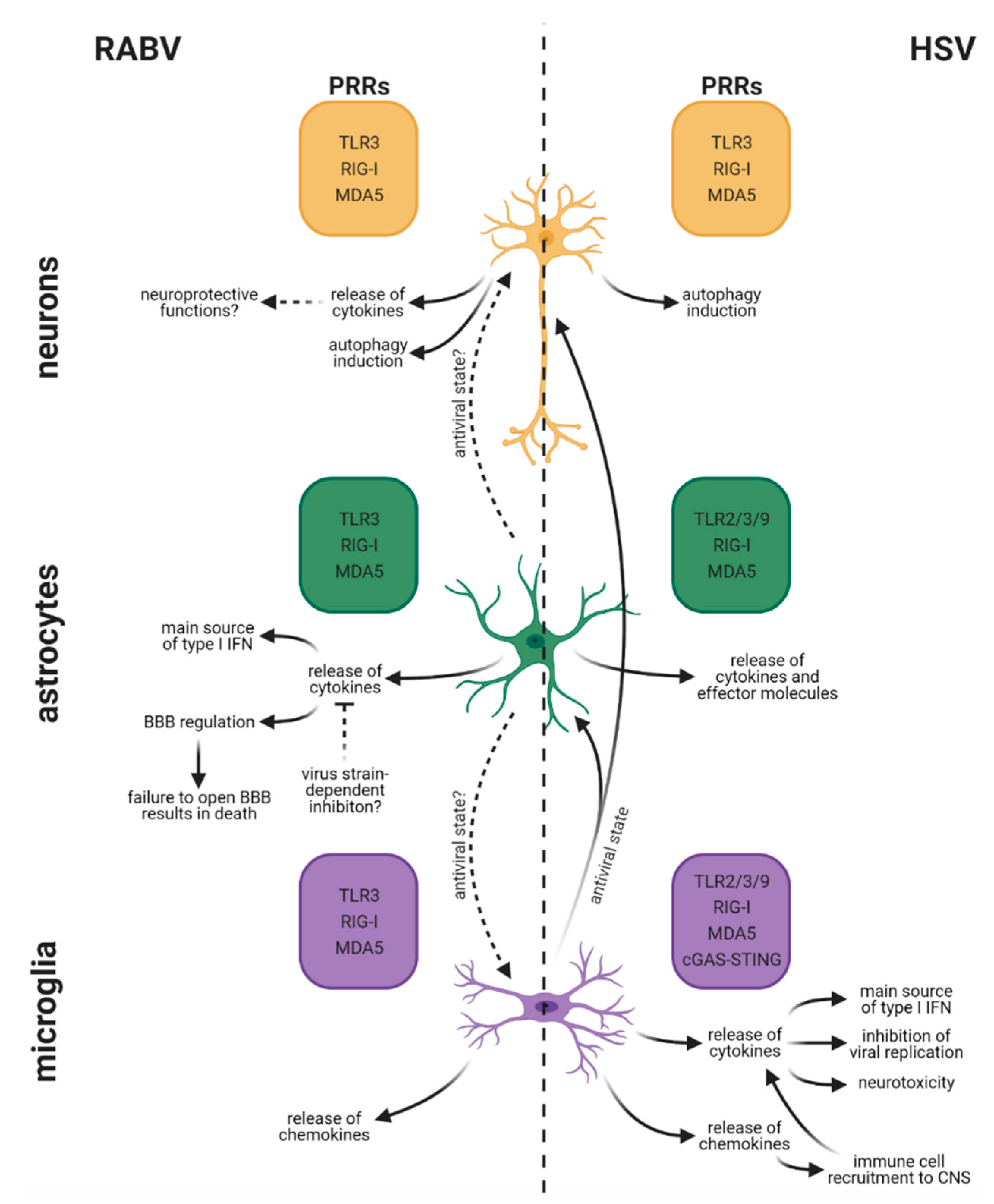Viruses 13 02364 g004 Viruses 13 02364 g004