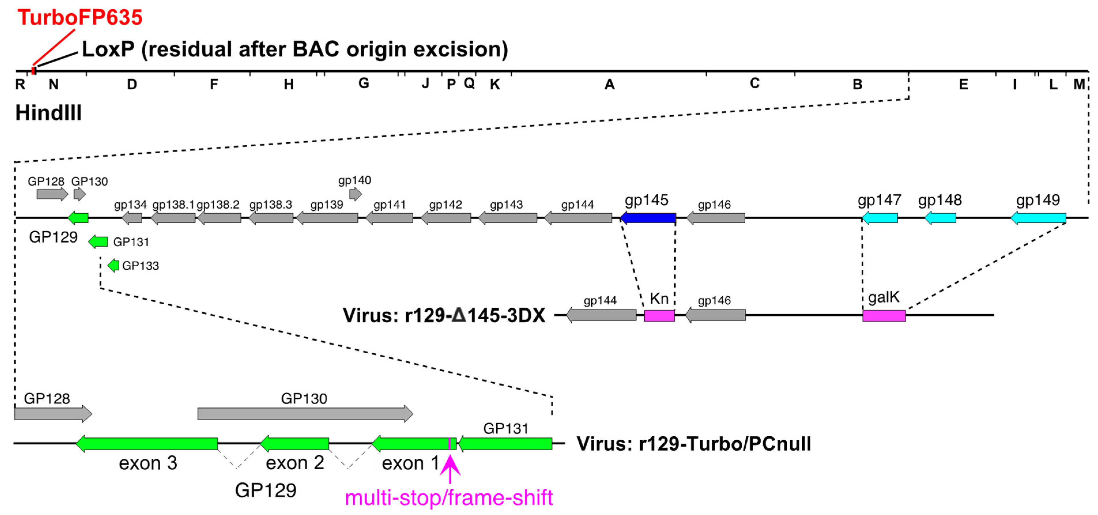 Viruses 13 02370 g001