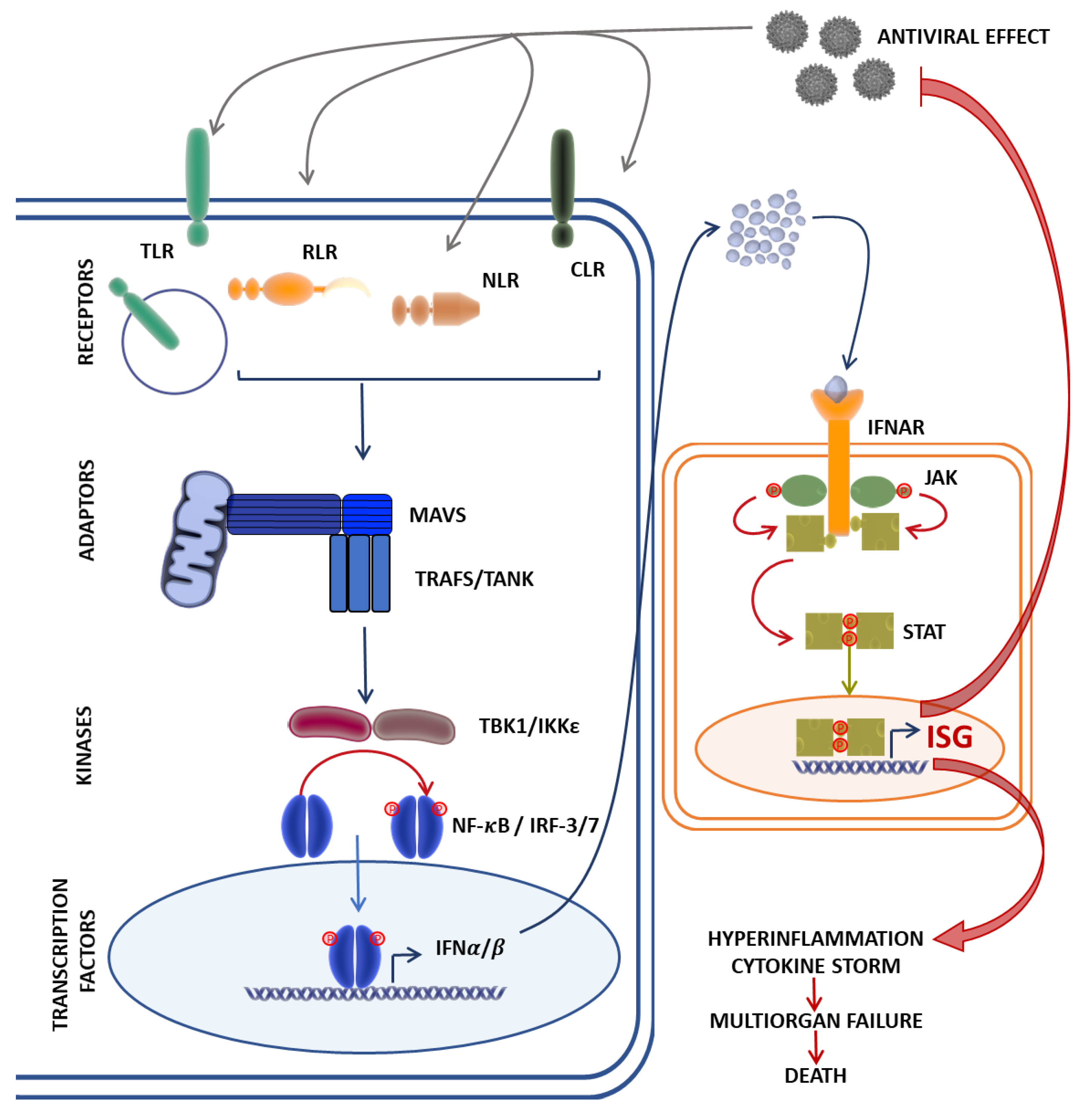 Viruses 13 02379 g001 Viruses 13 02379 g001