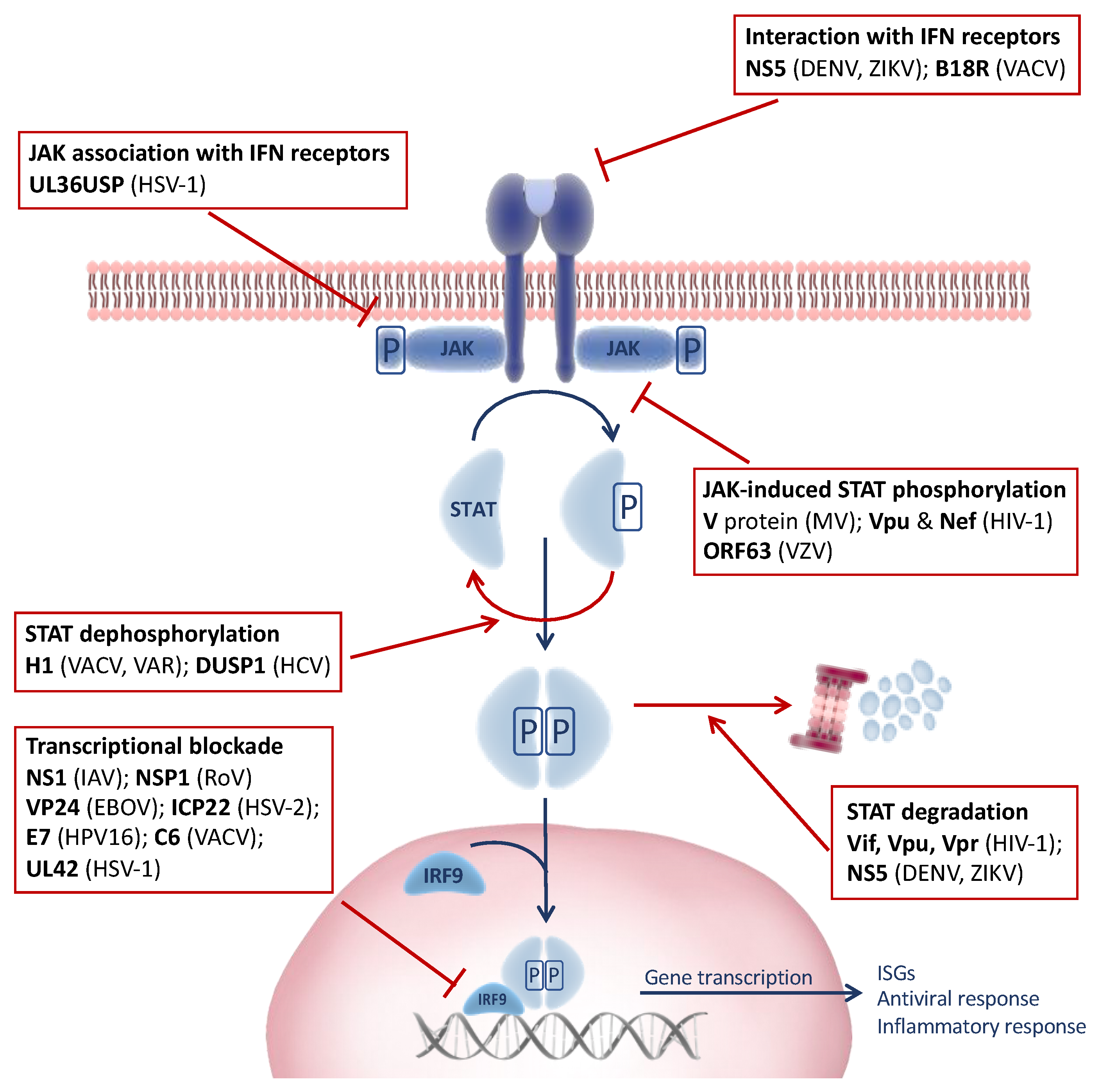 Viruses 13 02379 g002 Viruses 13 02379 g002