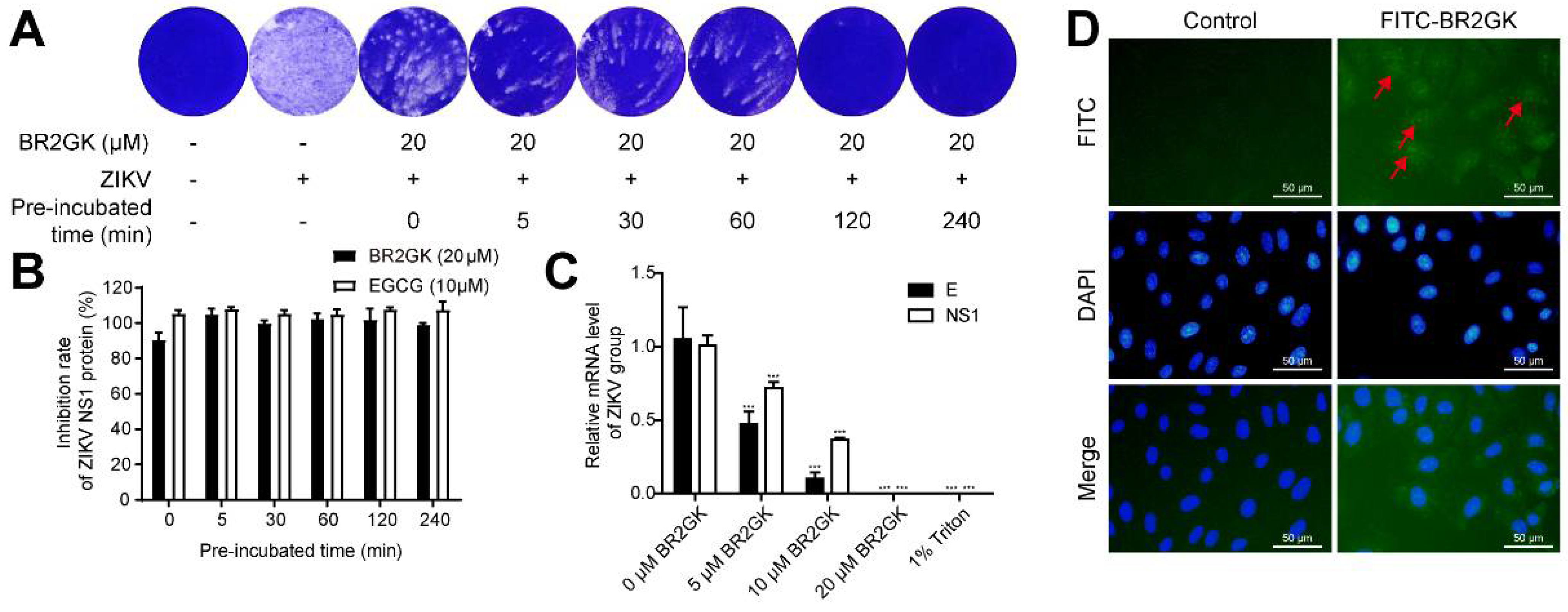 Viruses 13 02382 g003