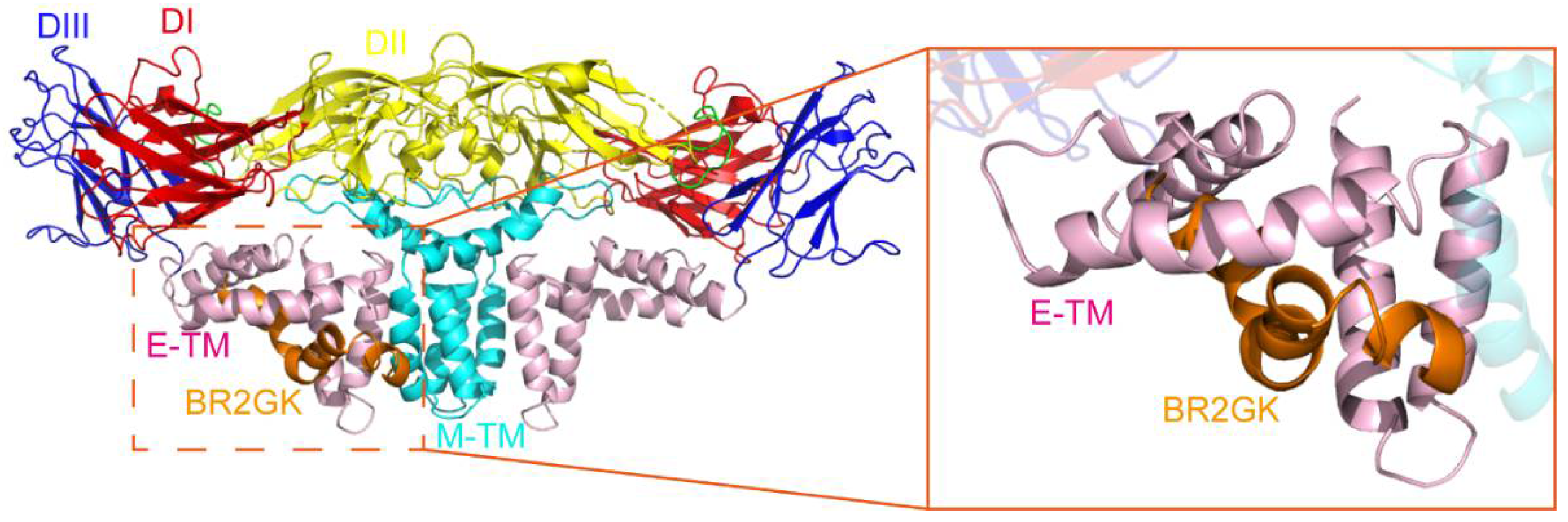 Viruses 13 02382 g004