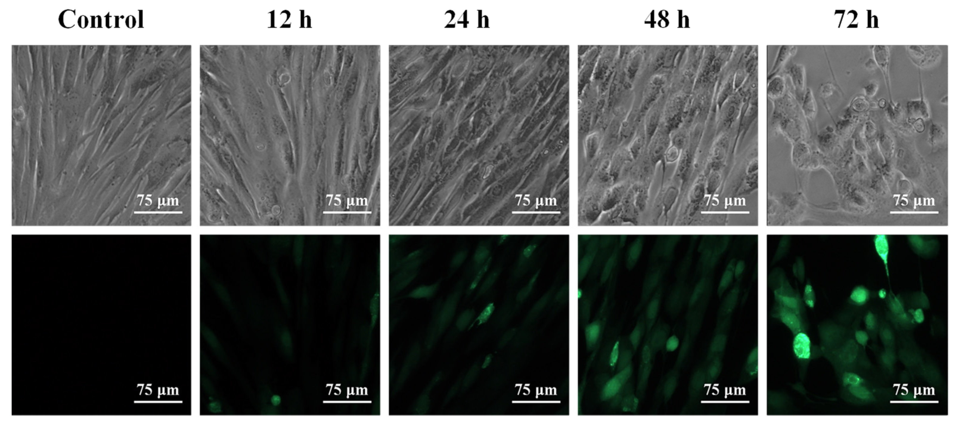 Viruses 13 02384 g006 Viruses 13 02384 g006