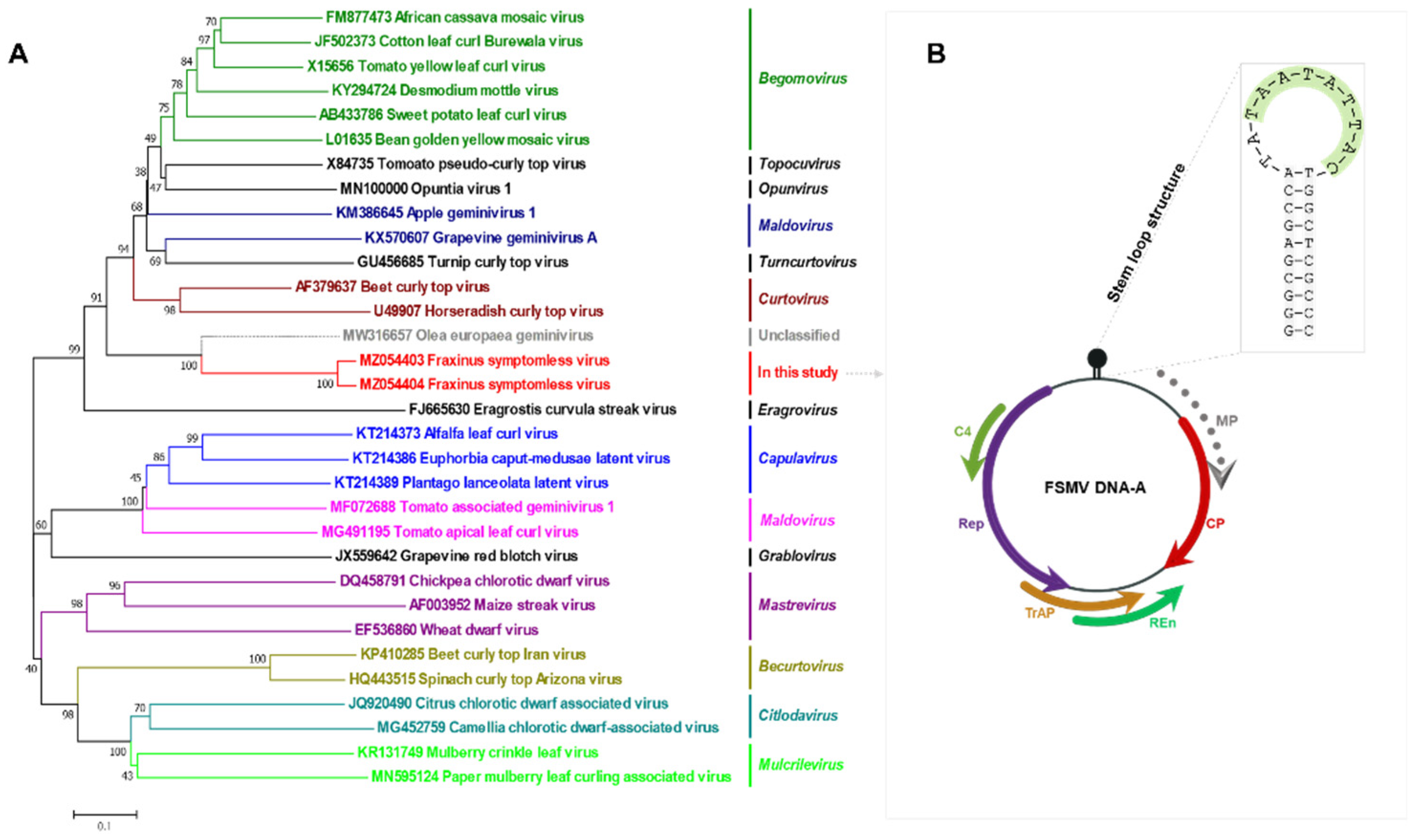 Viruses 13 02385 g004 Viruses 13 02385 g004