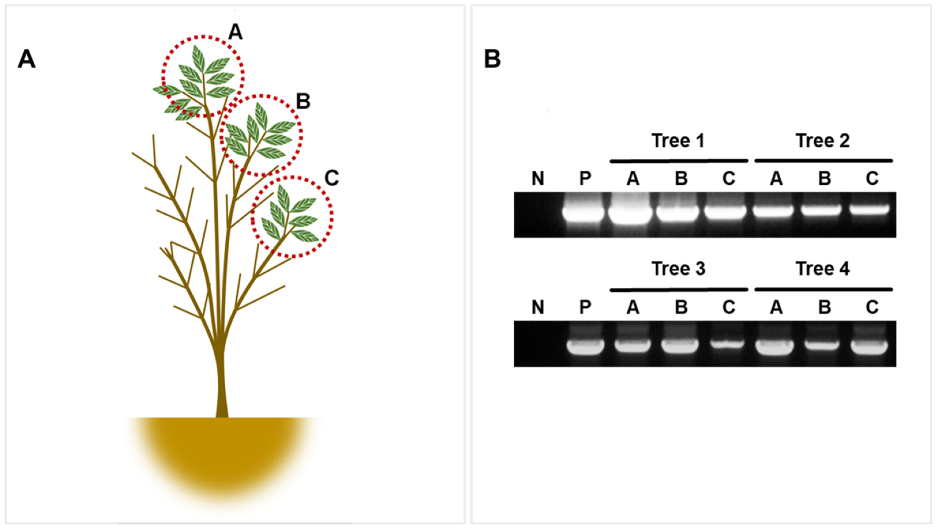 Viruses 13 02385 g007 Viruses 13 02385 g007