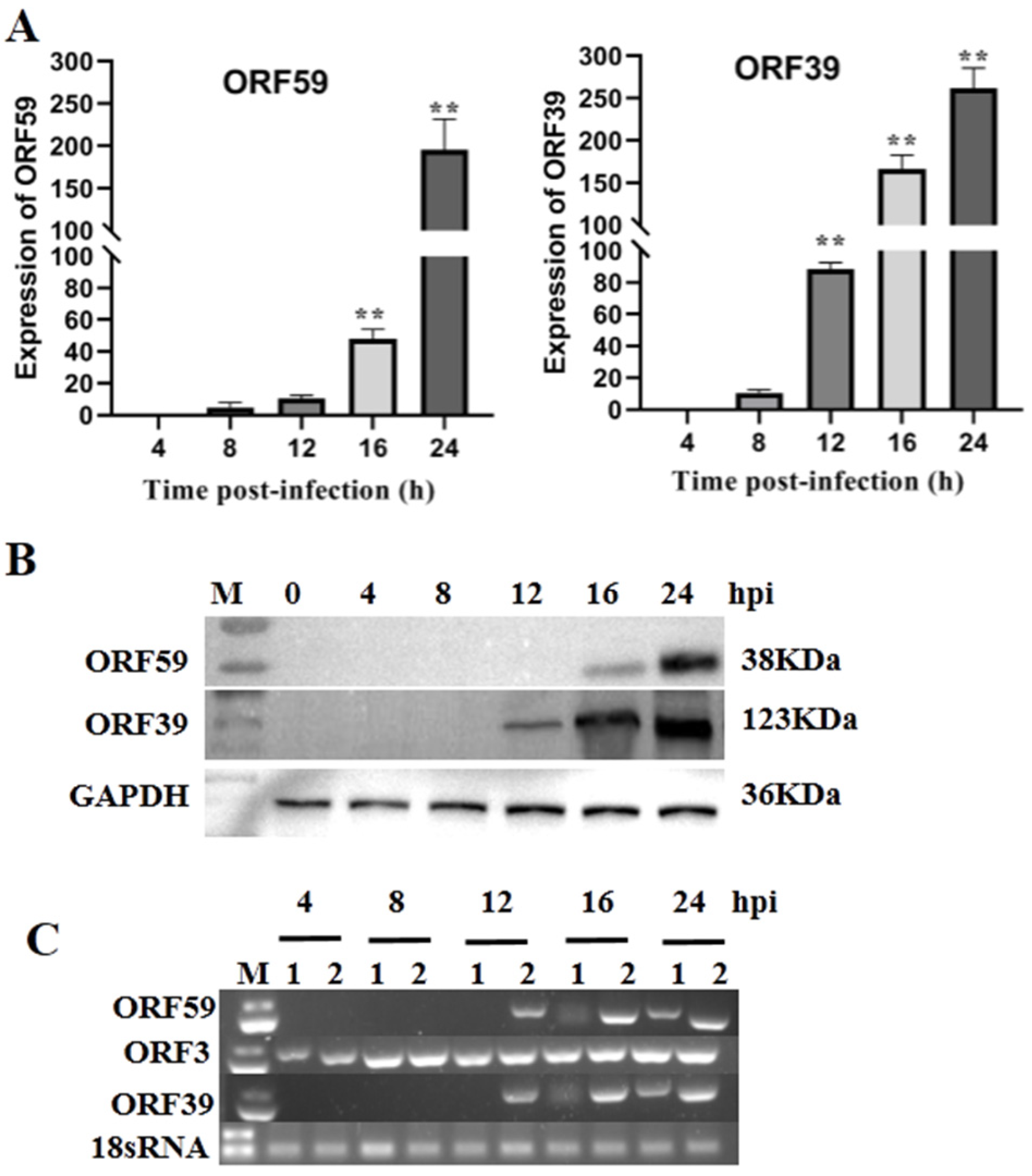 Viruses 13 02393 g001 Viruses 13 02393 g001