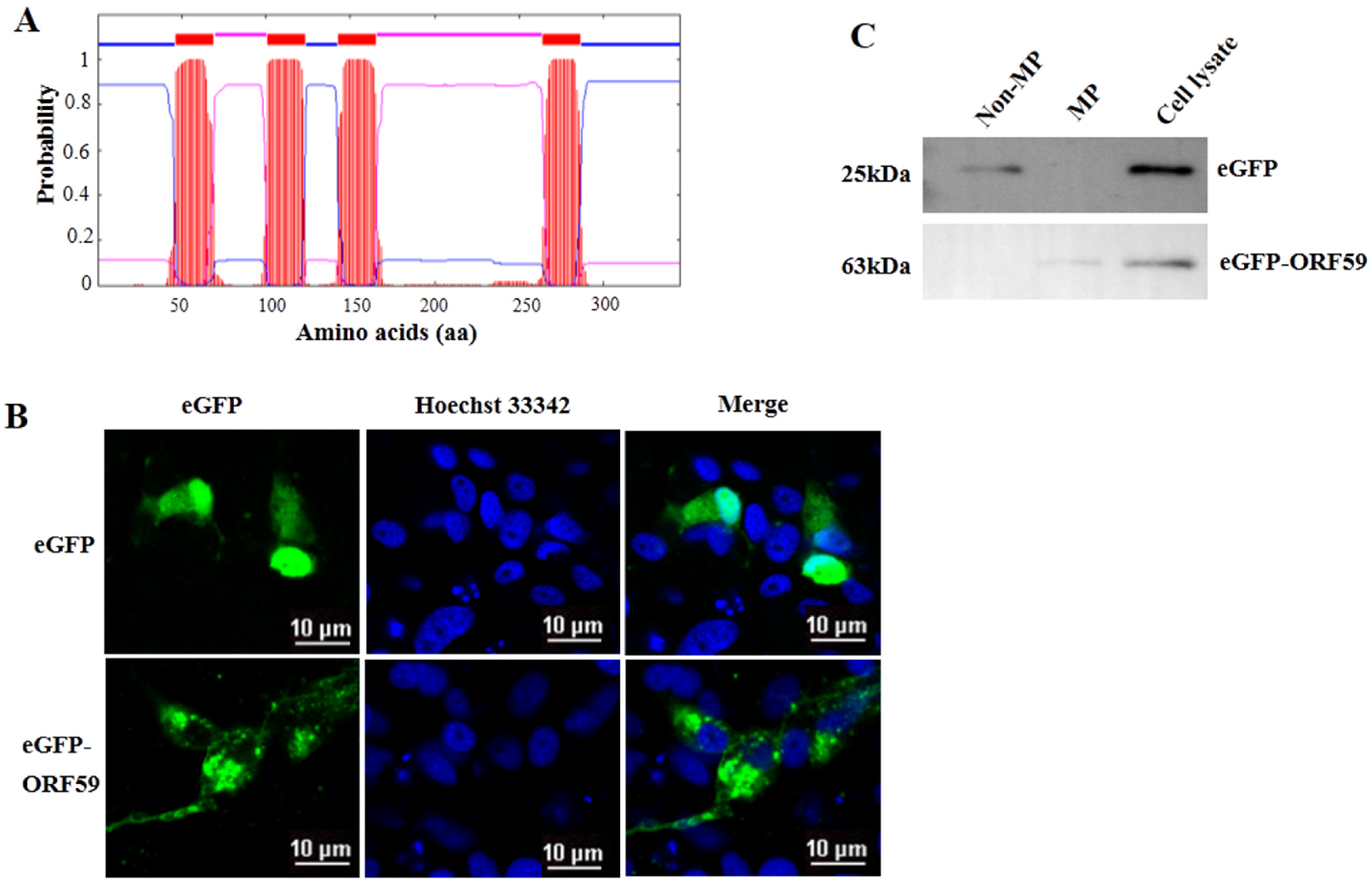 Viruses 13 02393 g002 Viruses 13 02393 g002