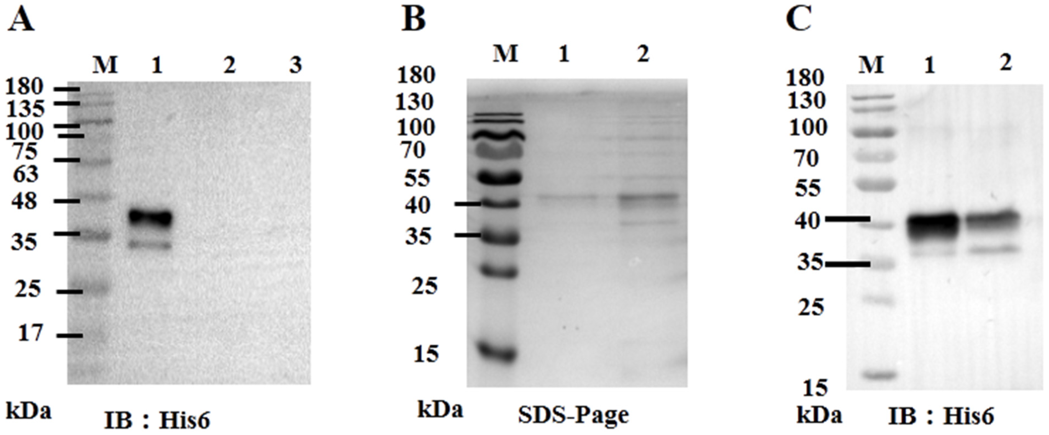 Viruses 13 02393 g003 Viruses 13 02393 g003