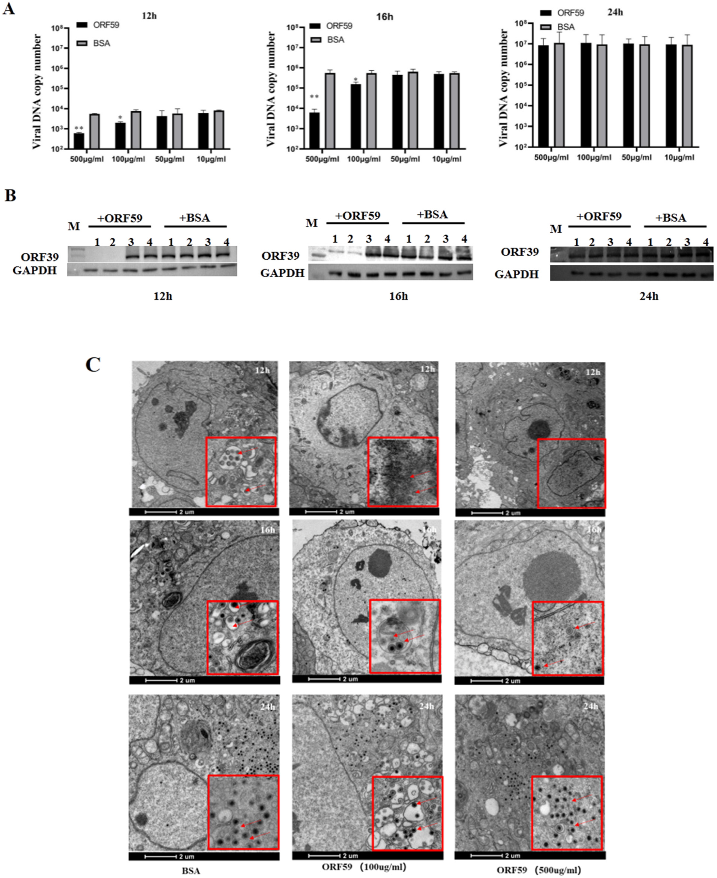 Viruses 13 02393 g004 Viruses 13 02393 g004