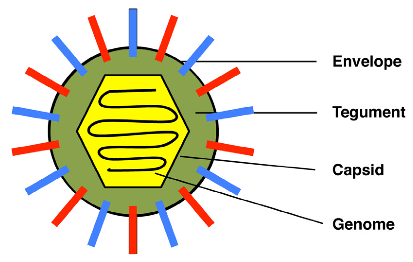 Viruses | Free Full-Text | Release of HSV-1 Cell-Free Virions: Mechanisms,  Regulation, and Likely Role in Human-Human Transmission