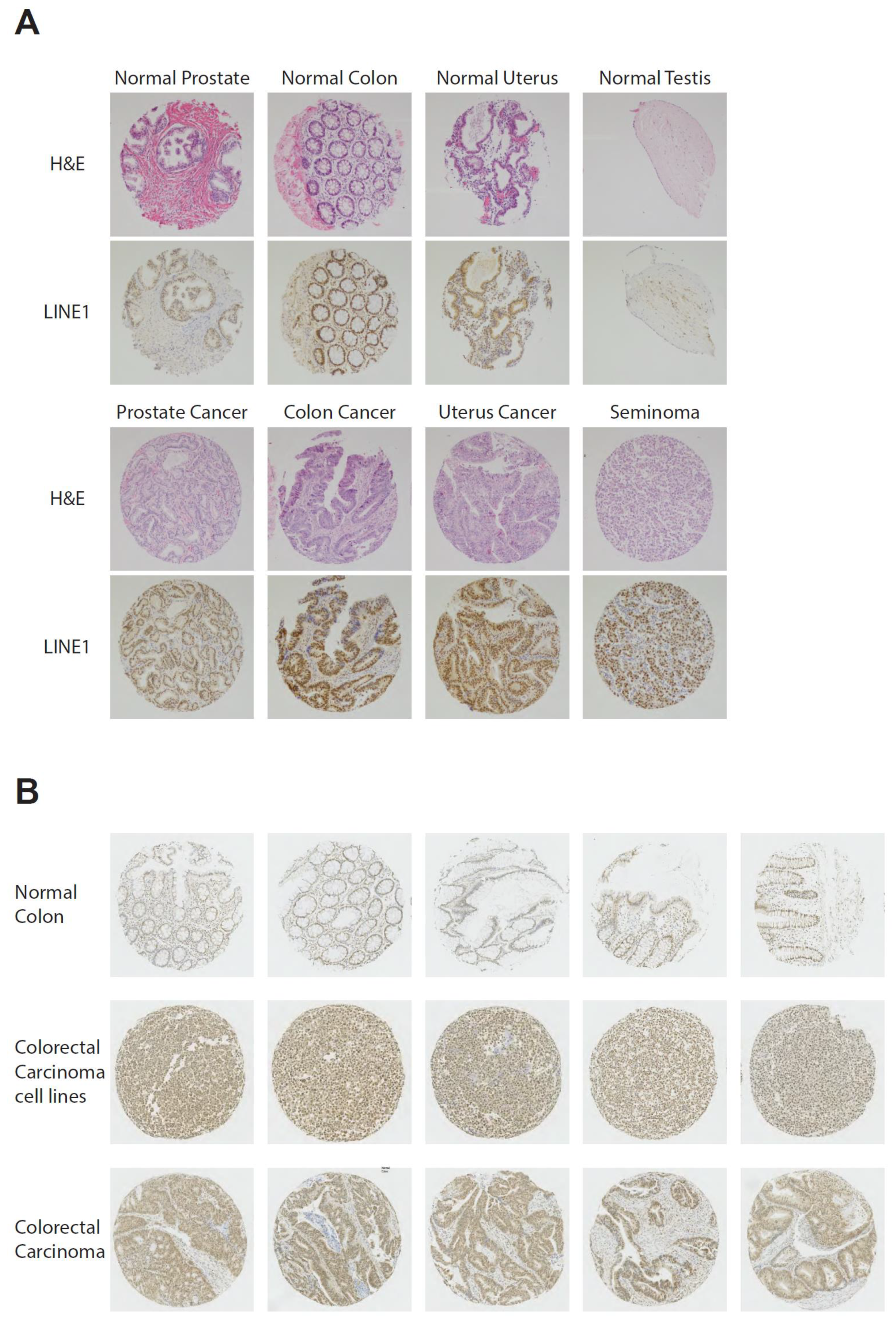 Viruses 13 02396 g001 Viruses 13 02396 g001