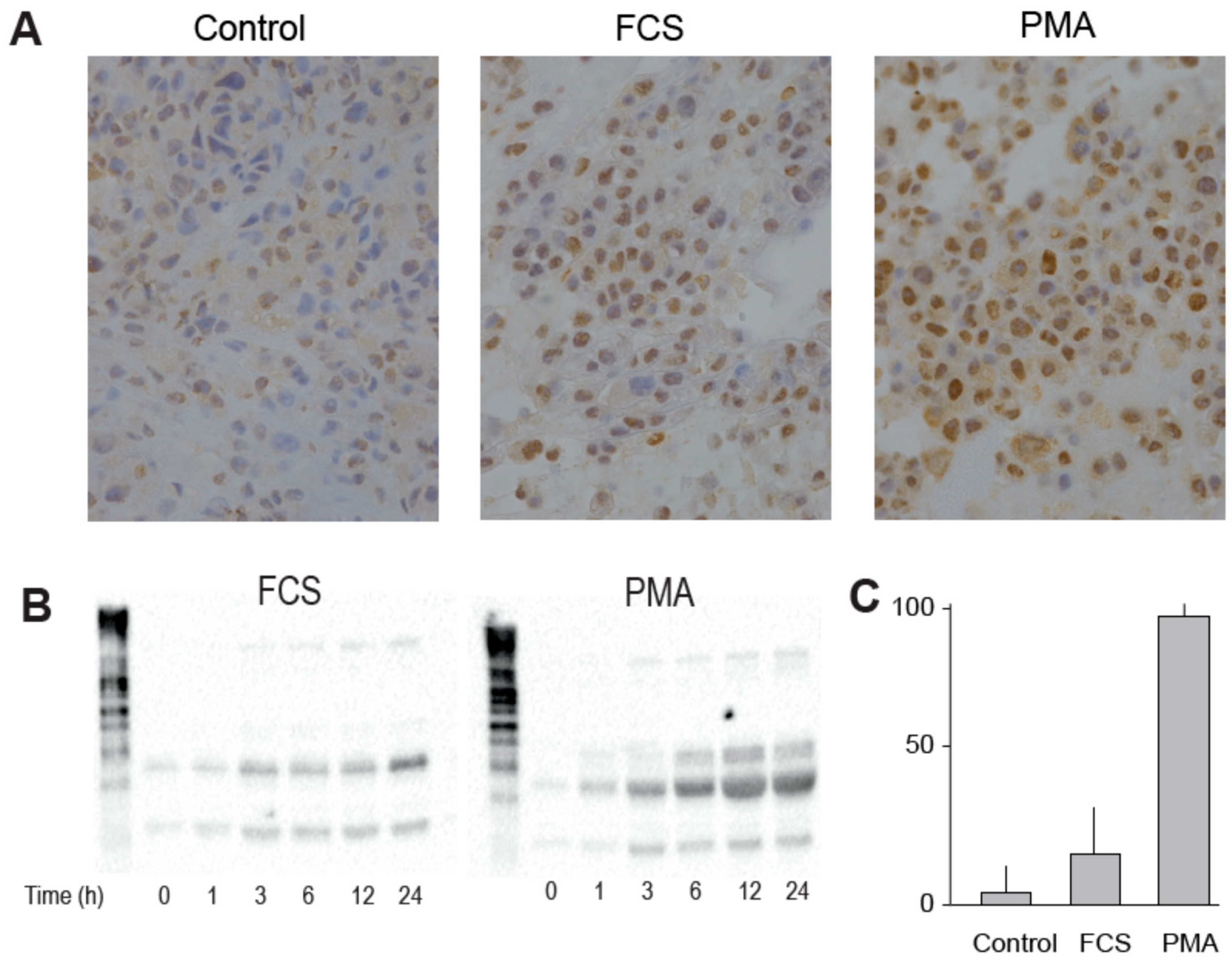 Viruses 13 02396 g002 Viruses 13 02396 g002