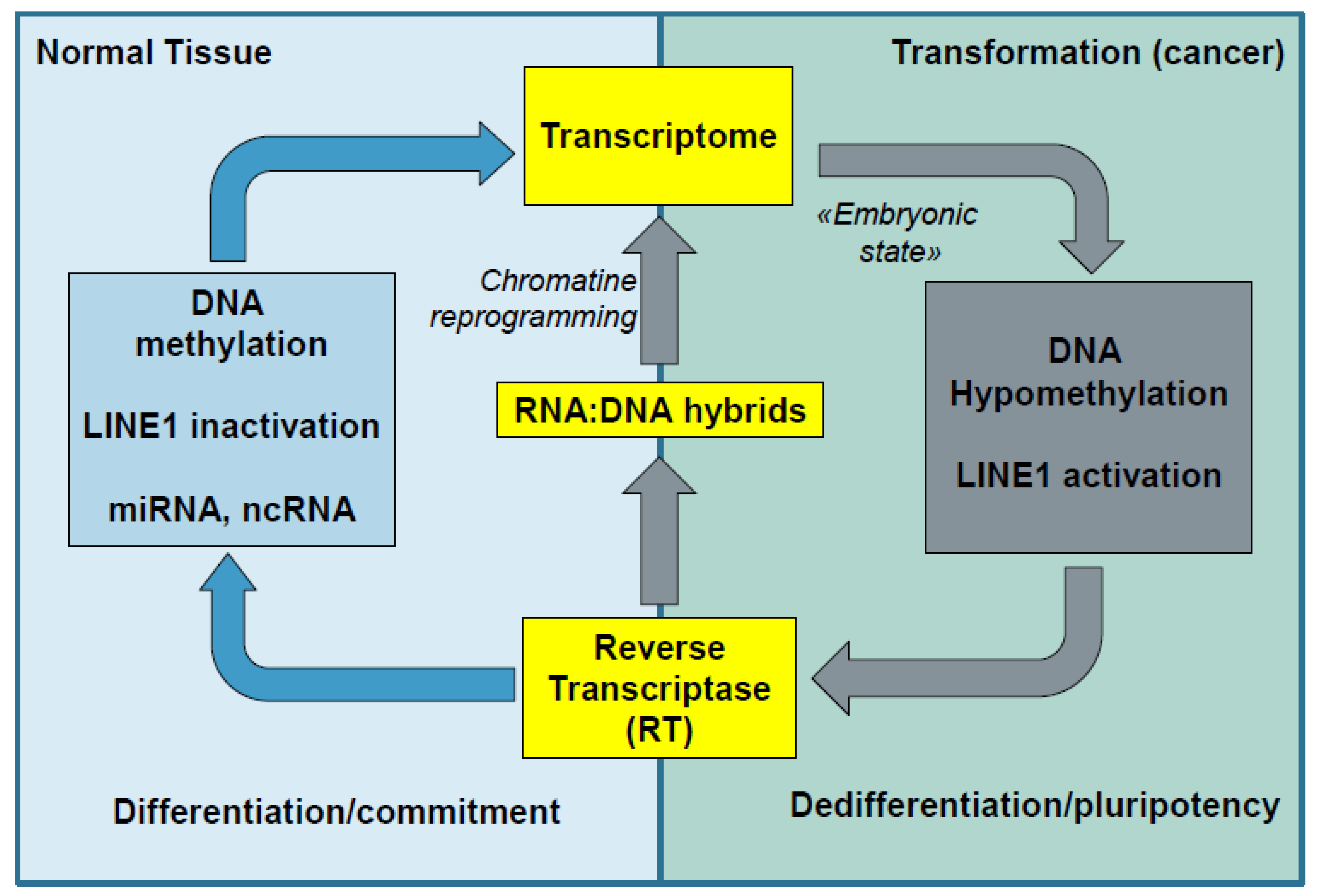 Viruses 13 02396 g005 Viruses 13 02396 g005