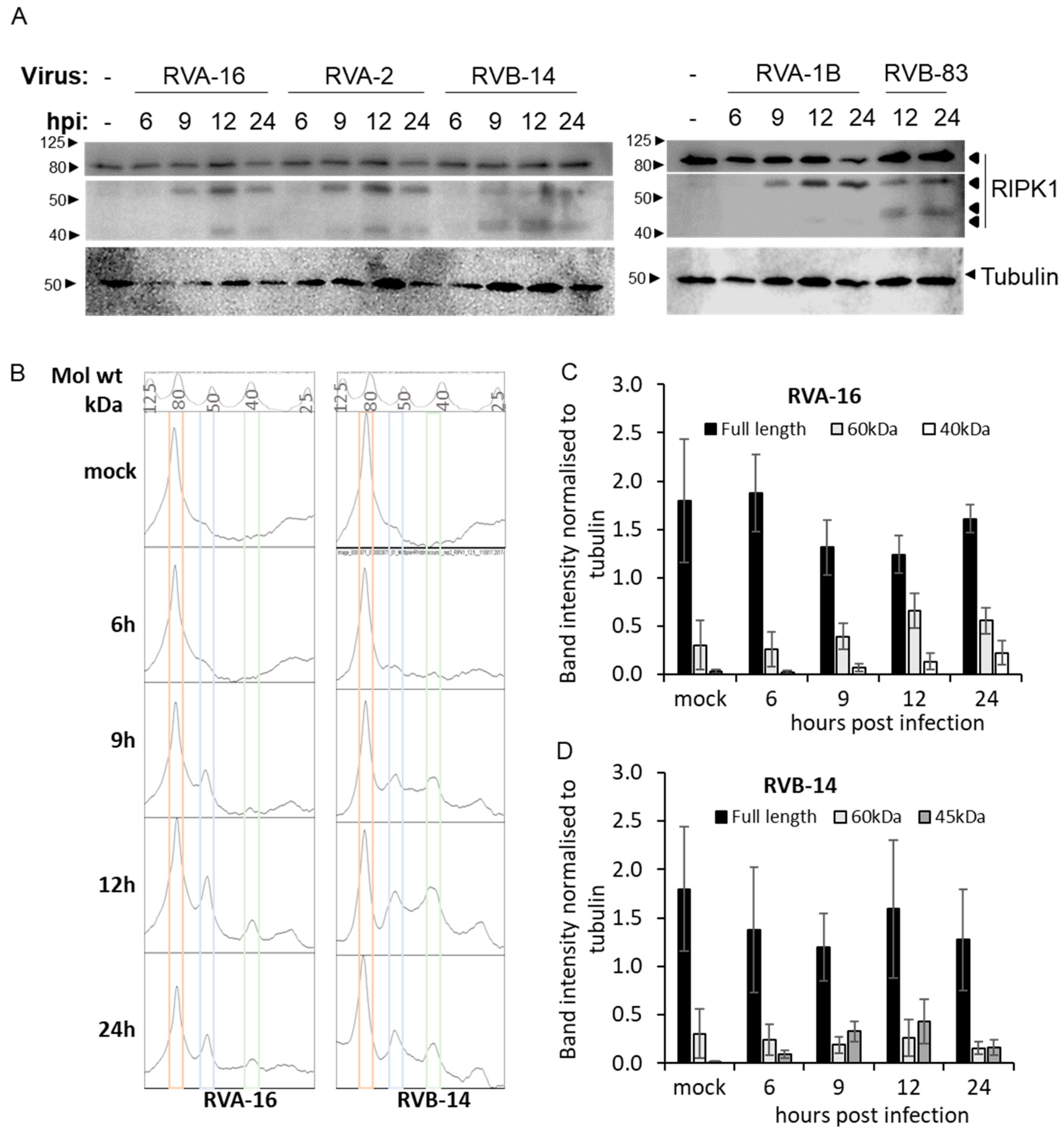 RIPK1 Is Cleaved by 3C Protease of Rhinovirus A and B