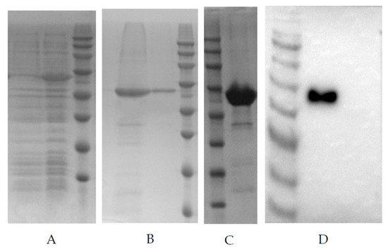 Development of a Novel Double Antibody Sandwich ELISA for
