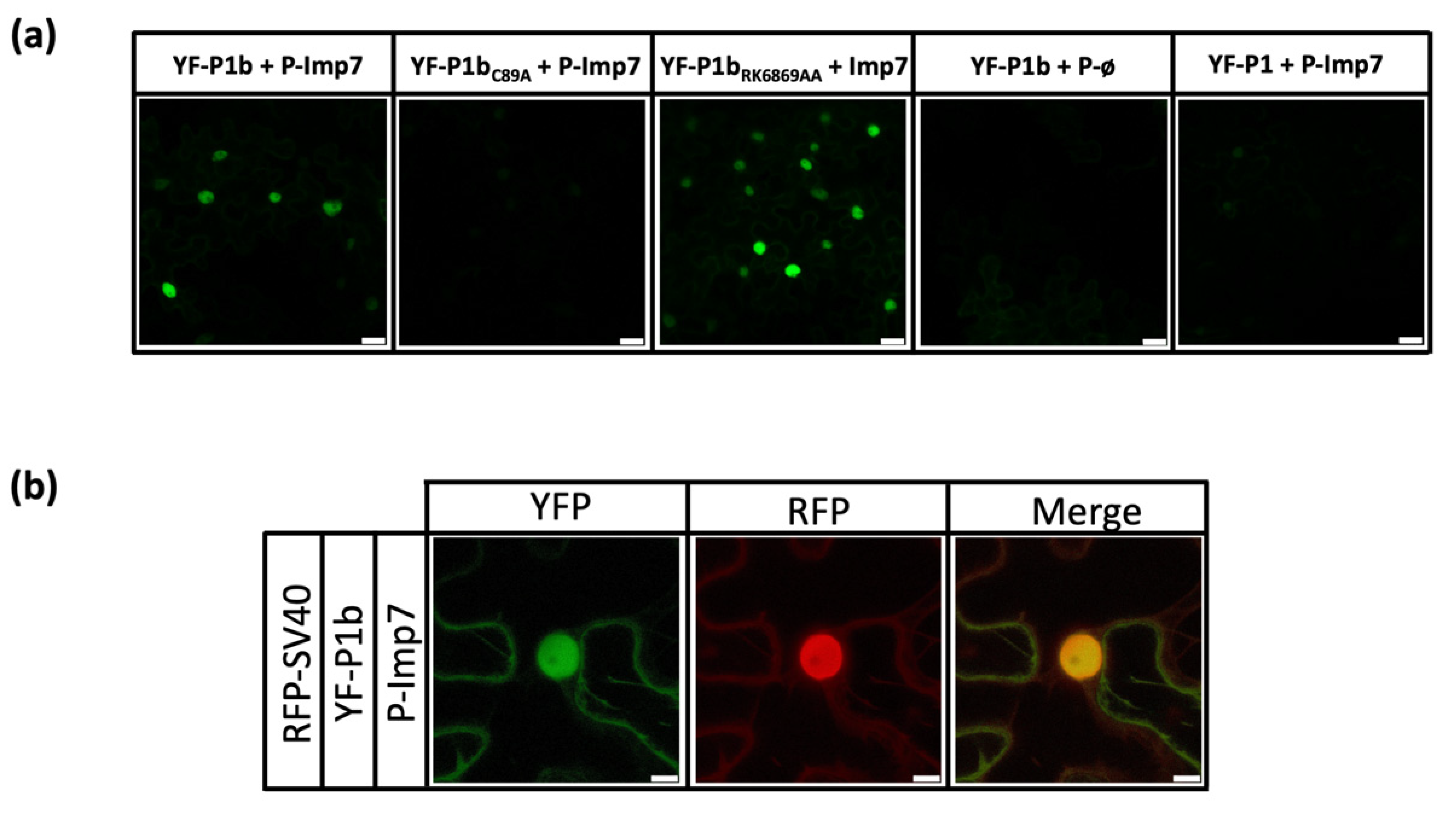 Viruses 13 02406 g002 550