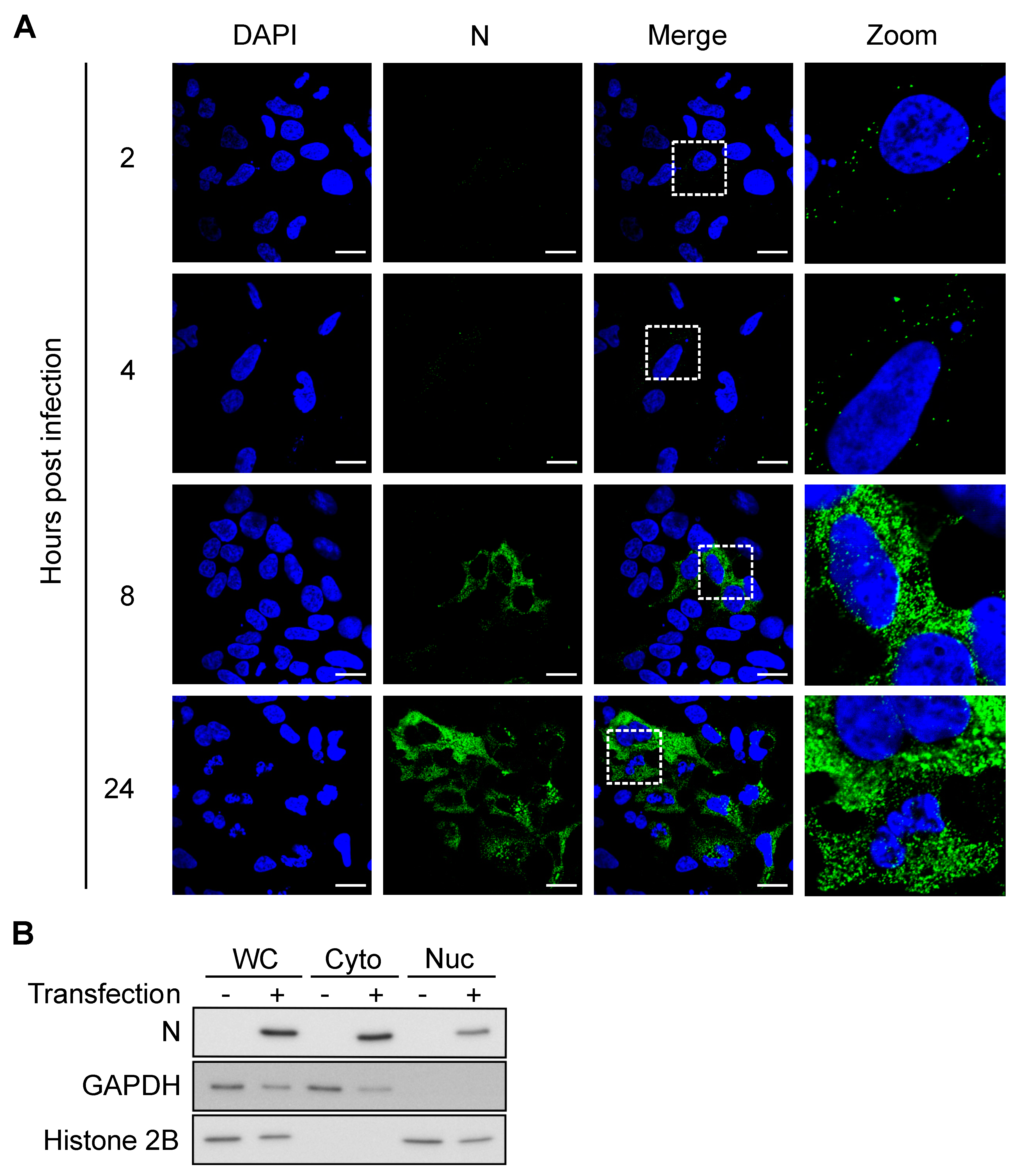 Viruses 13 02417 g003
