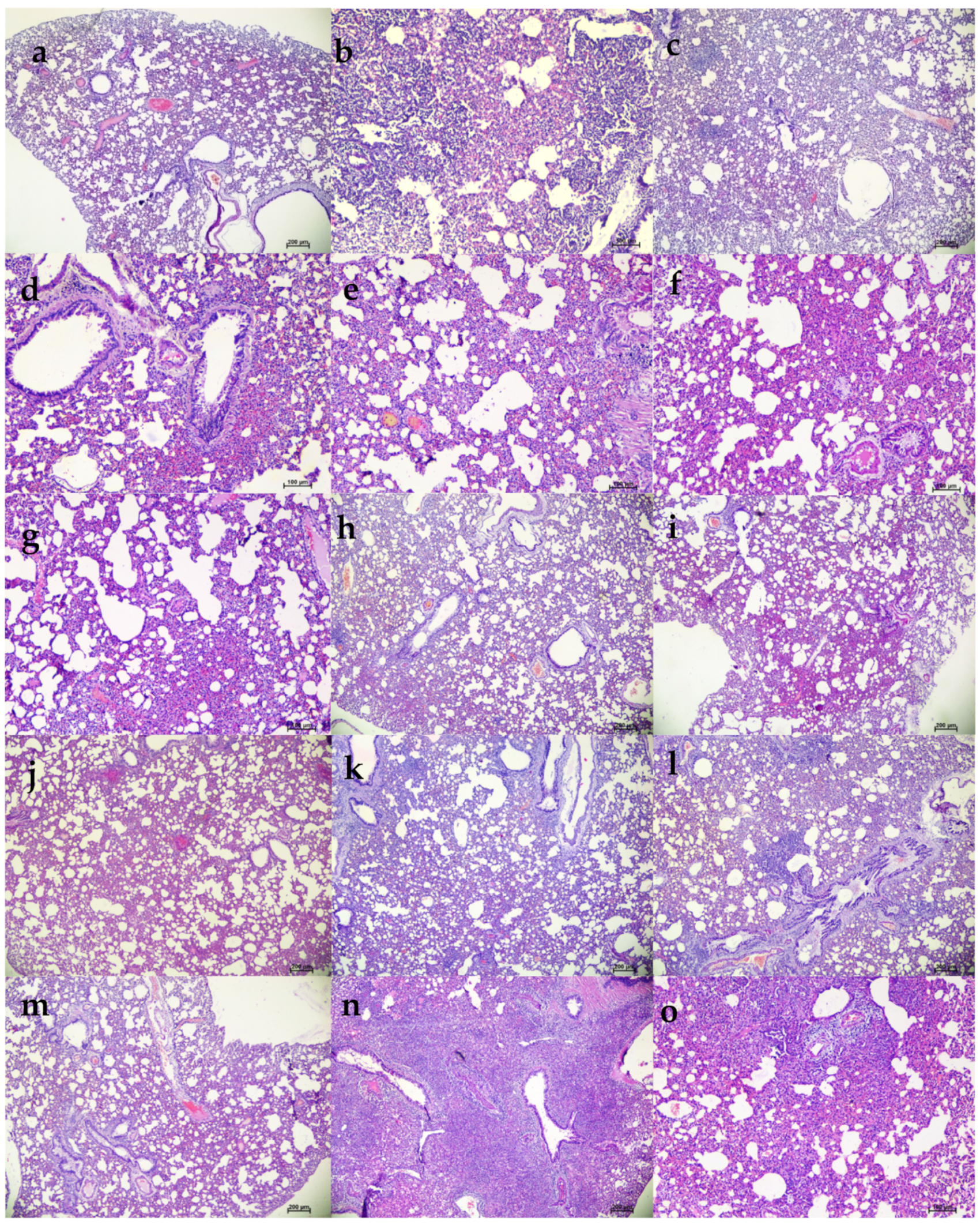 Viruses 13 02424 g005 550