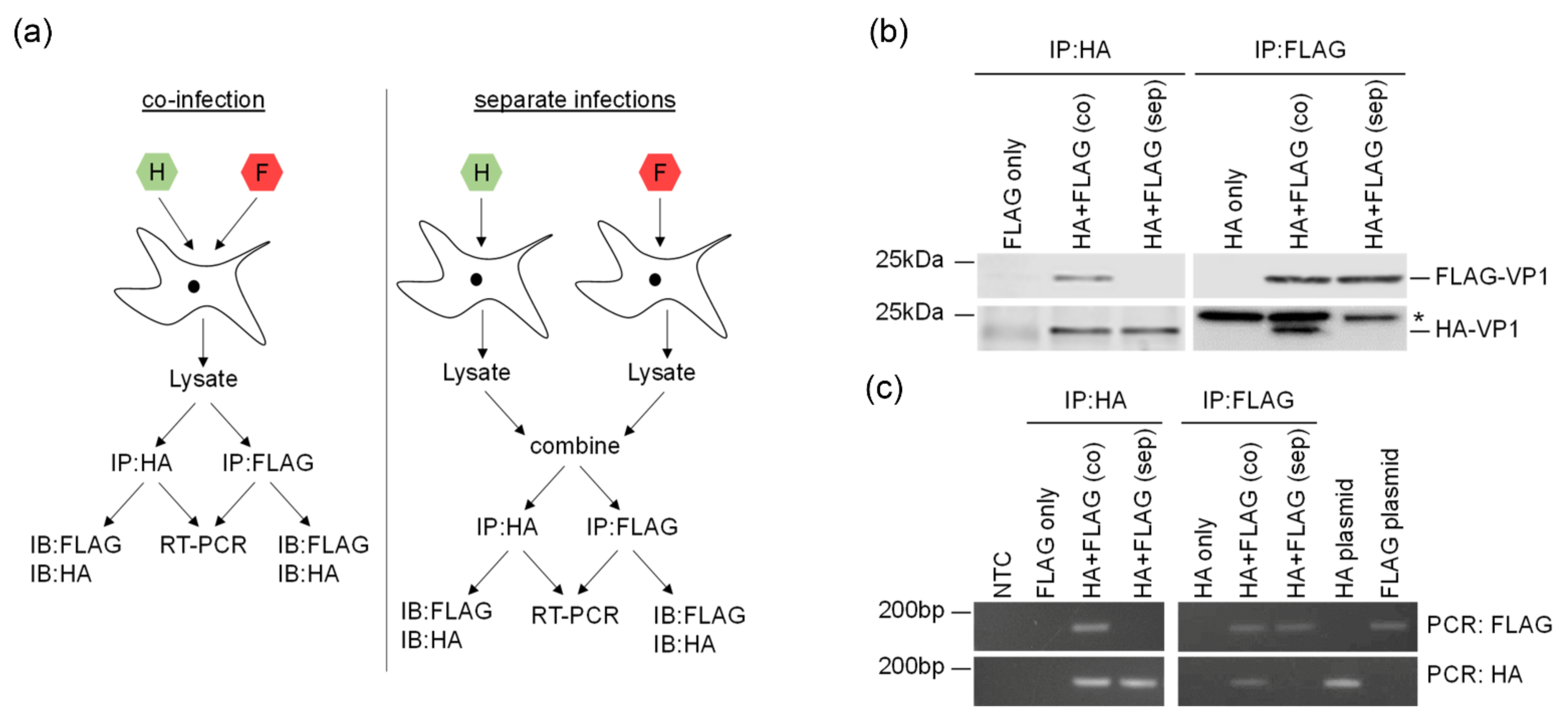 Viruses 13 02433 g004 Viruses 13 02433 g004