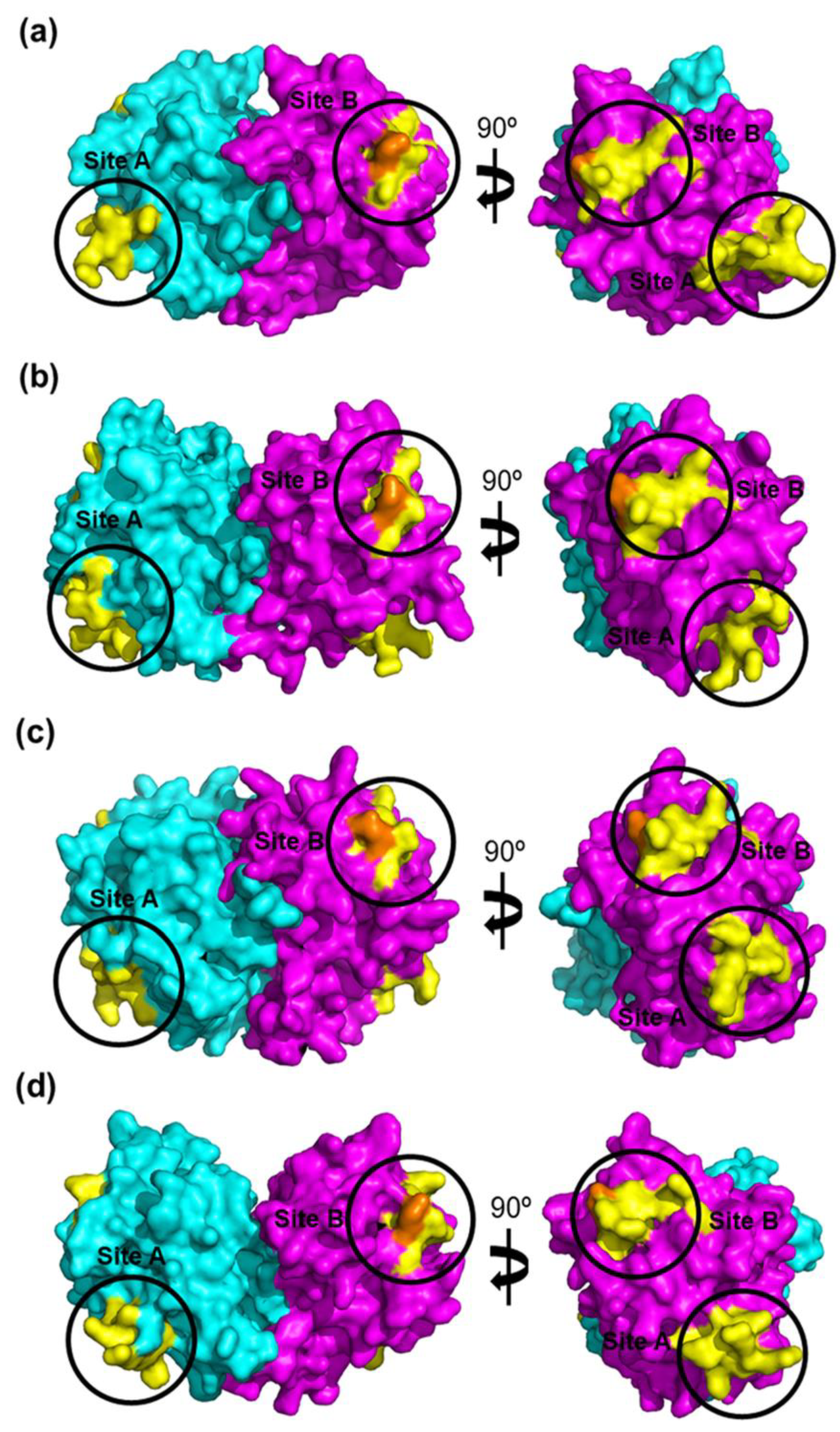 Viruses 13 02435 g005
