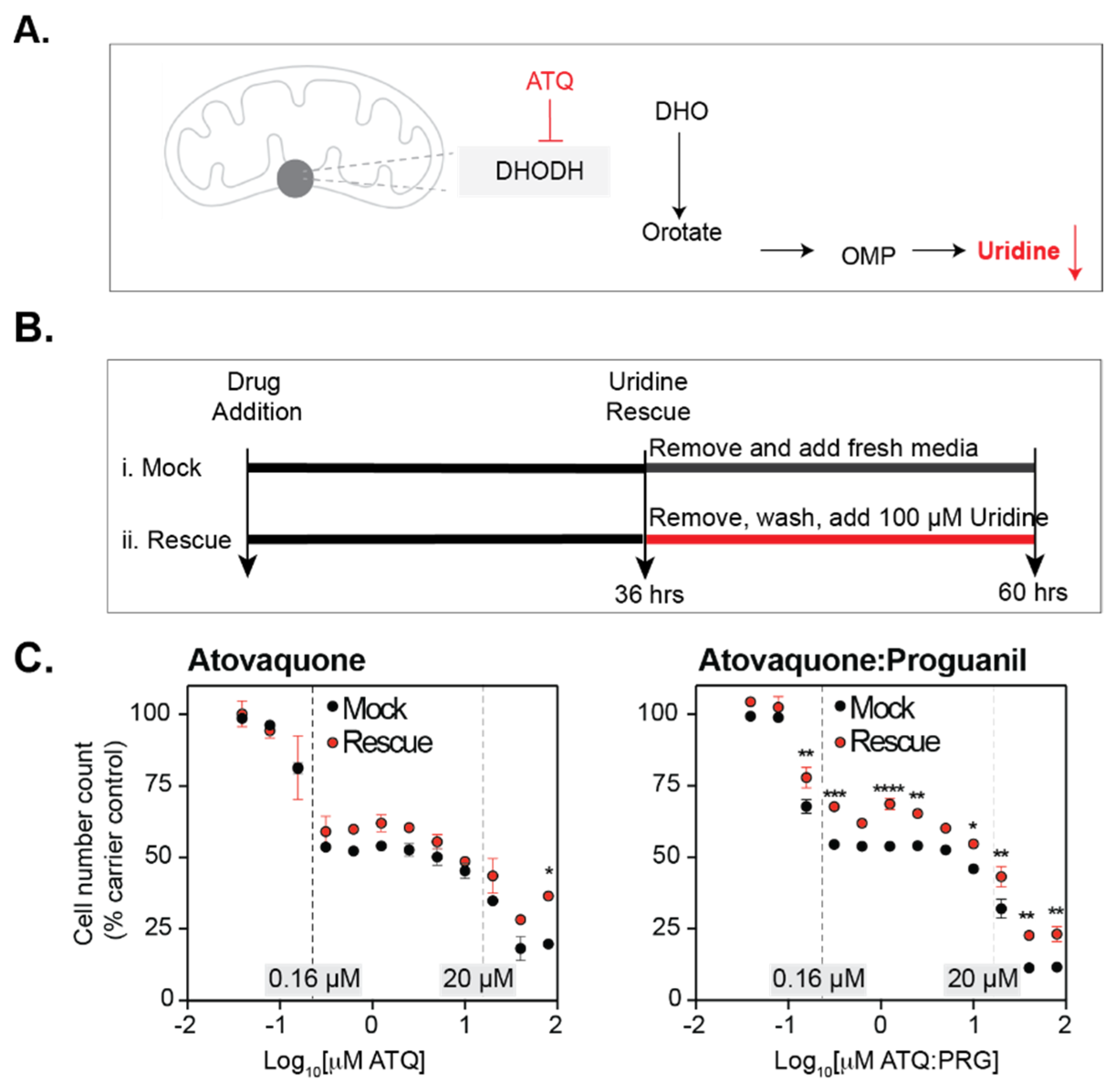 Viruses 13 02437 g003 550