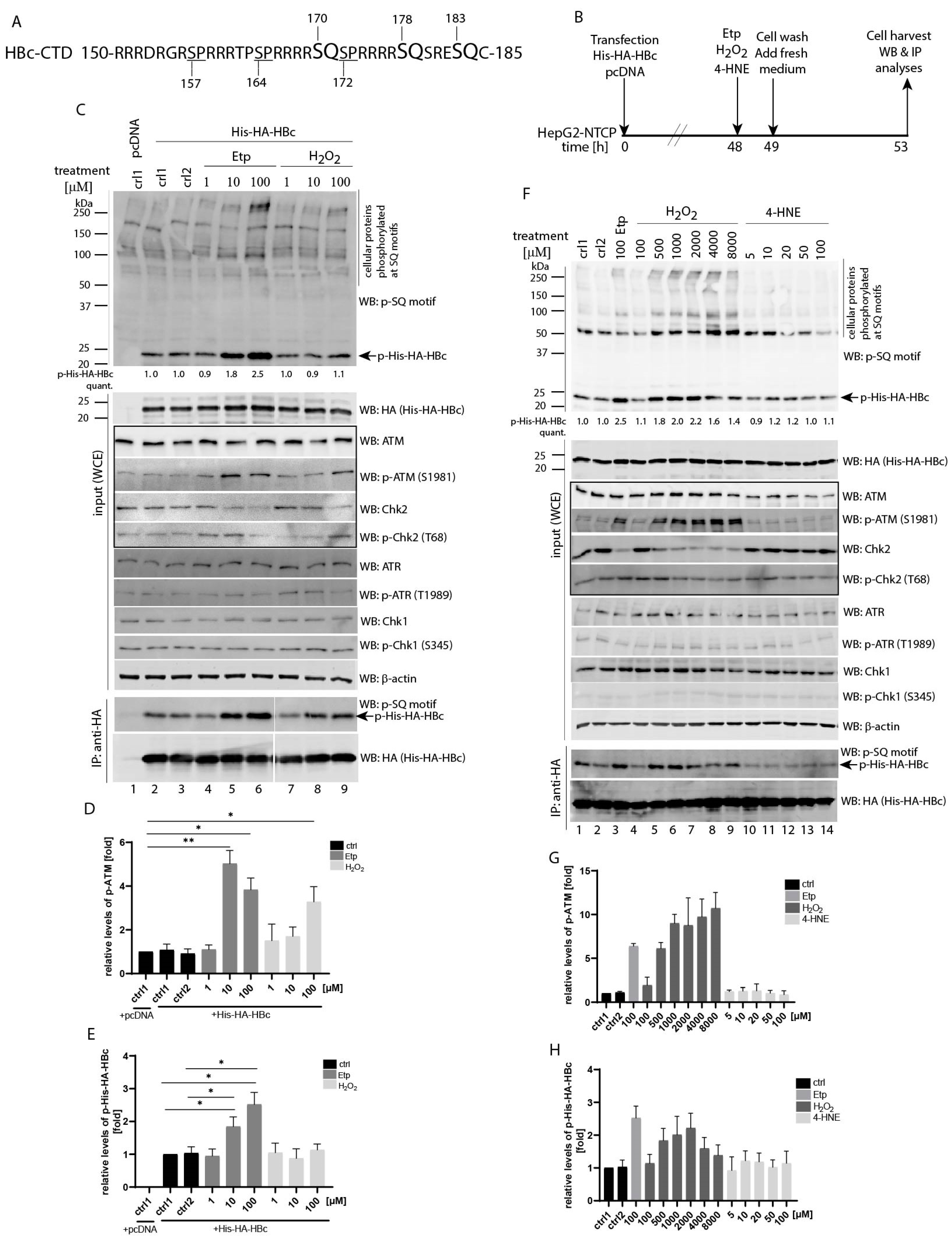 Viruses 13 02438 g001