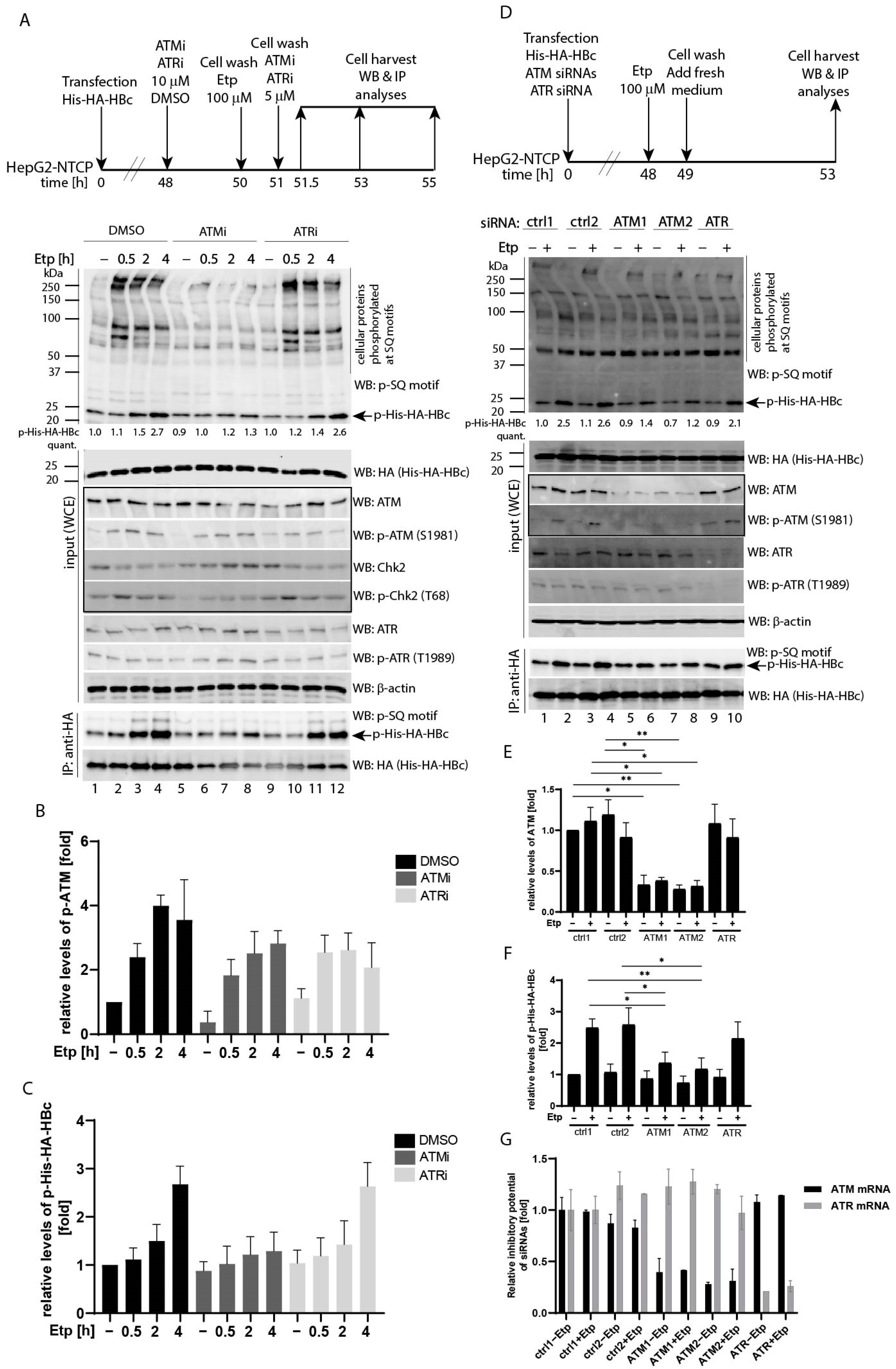 Viruses 13 02438 g002