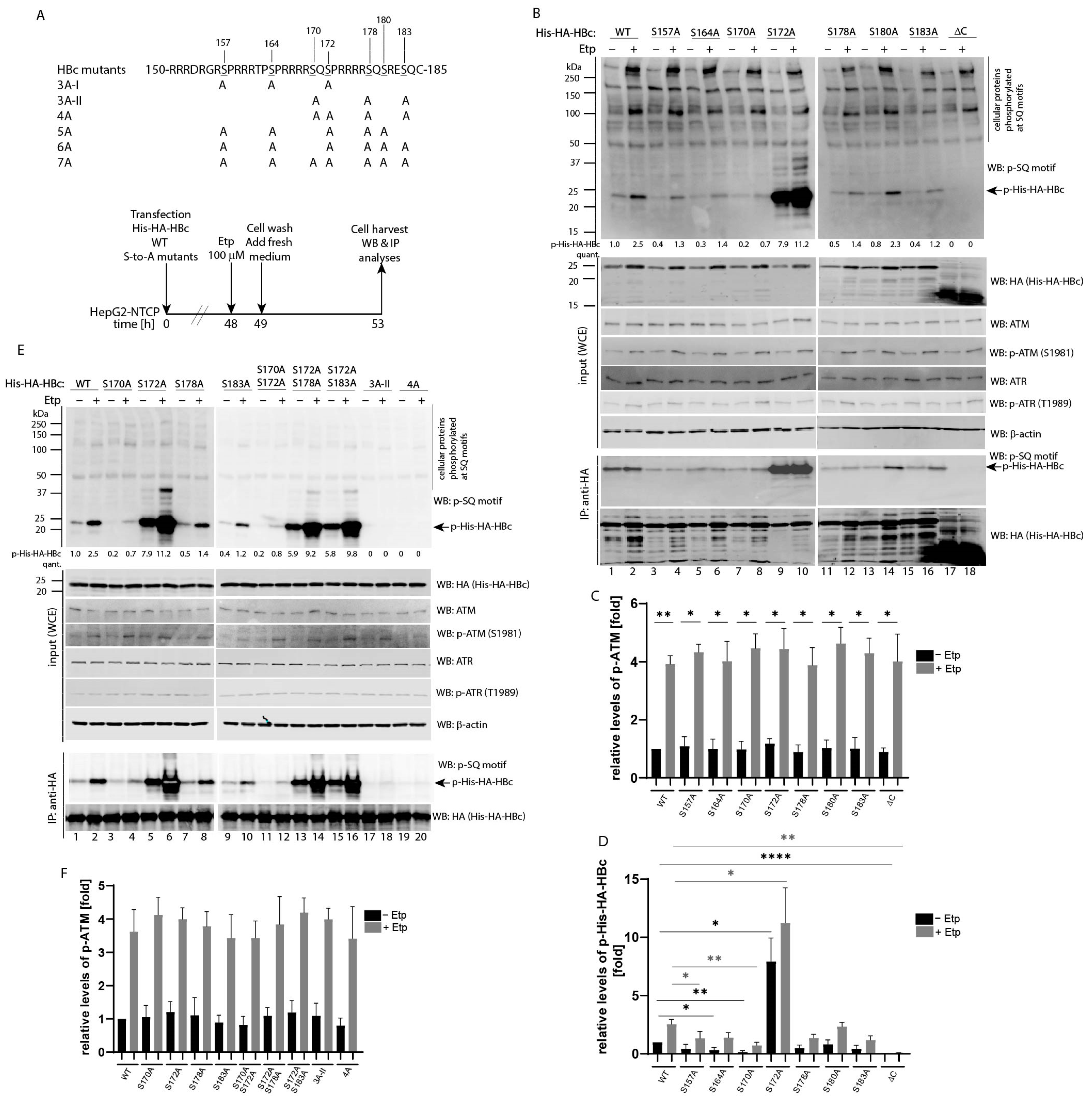 Viruses 13 02438 g003a