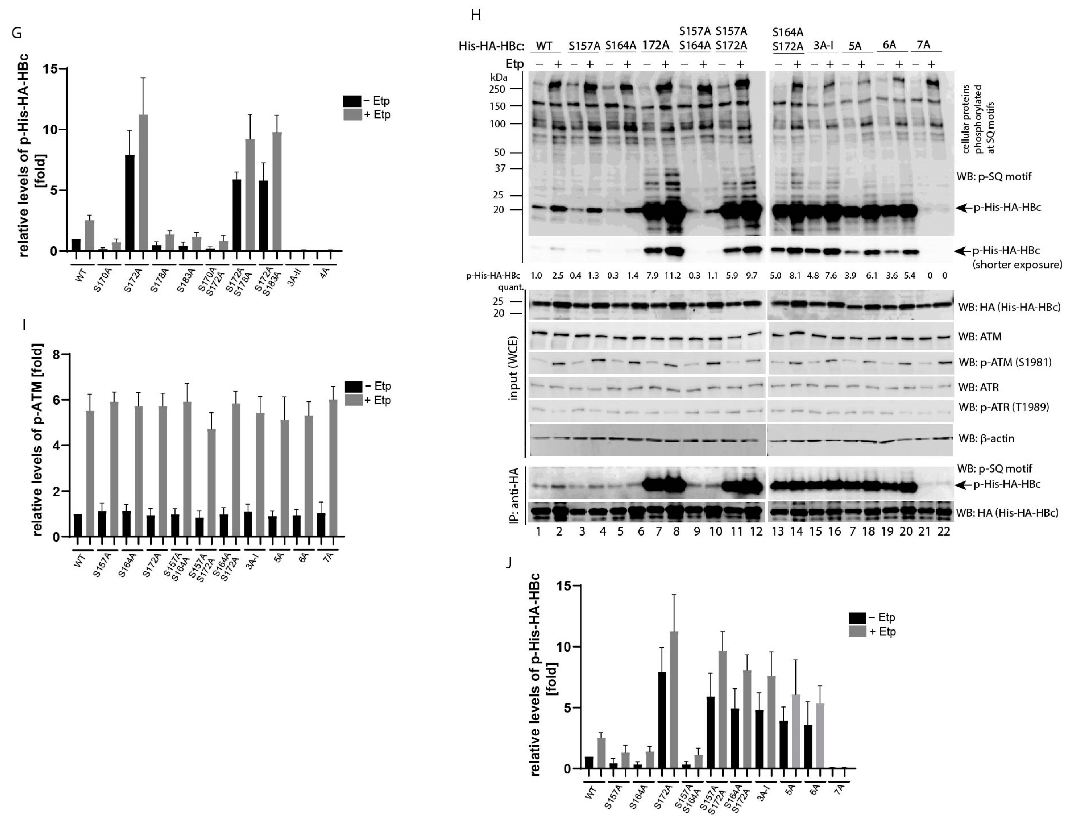 Viruses 13 02438 g003b